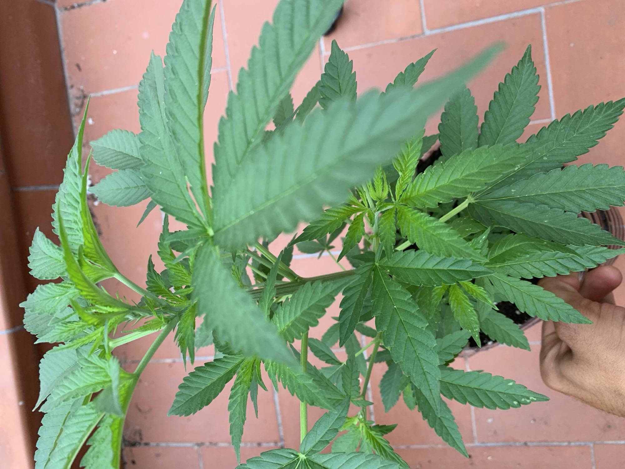 A close-up, eye-level, outdoor shot captures a healthy, vibrant green cannabis seedling in a dark brown pot. The plant exhibits lush foliage with serrated leaves and a sturdy stem, indicating vigorous growth. The pot is positioned on a terracotta tile surface, which appears to be a patio or balcony floor. In the background, a reddish-brown wall is visible, possibly part of a building's exterior. A person's hand, with visible skin texture and fingernails, is gently holding the pot from the side, suggesting care or inspection of the plant. The lighting suggests it is daytime, with natural light illuminating the scene. The overall impression is one of careful cultivation and attention to detail. There is no identifiable signage or landmarks to pinpoint a specific location within Barcelona, Spain, beyond it being an outdoor urban setting.