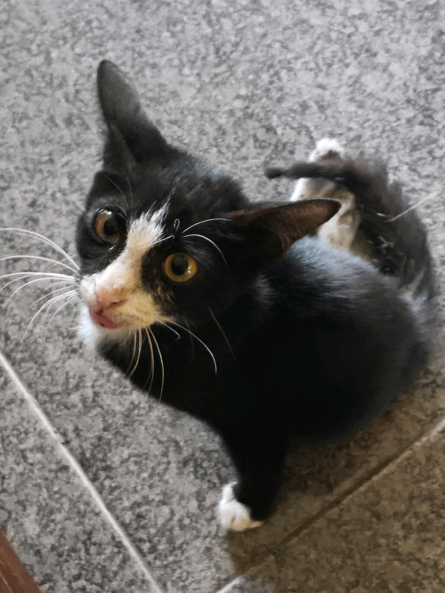 A black and white kitten is pictured from a high angle, looking upwards. The kitten's fur is primarily black, with white markings on its face, chest, and one of its paws. Its eyes are a striking amber color. Its tongue is slightly sticking out. The kitten is sitting on a gray, speckled tiled floor. There is no indication of the city of Karangmalang, Indonesia in the image. The scene is devoid of any people or other living beings. The lighting is natural, suggesting it is daytime.