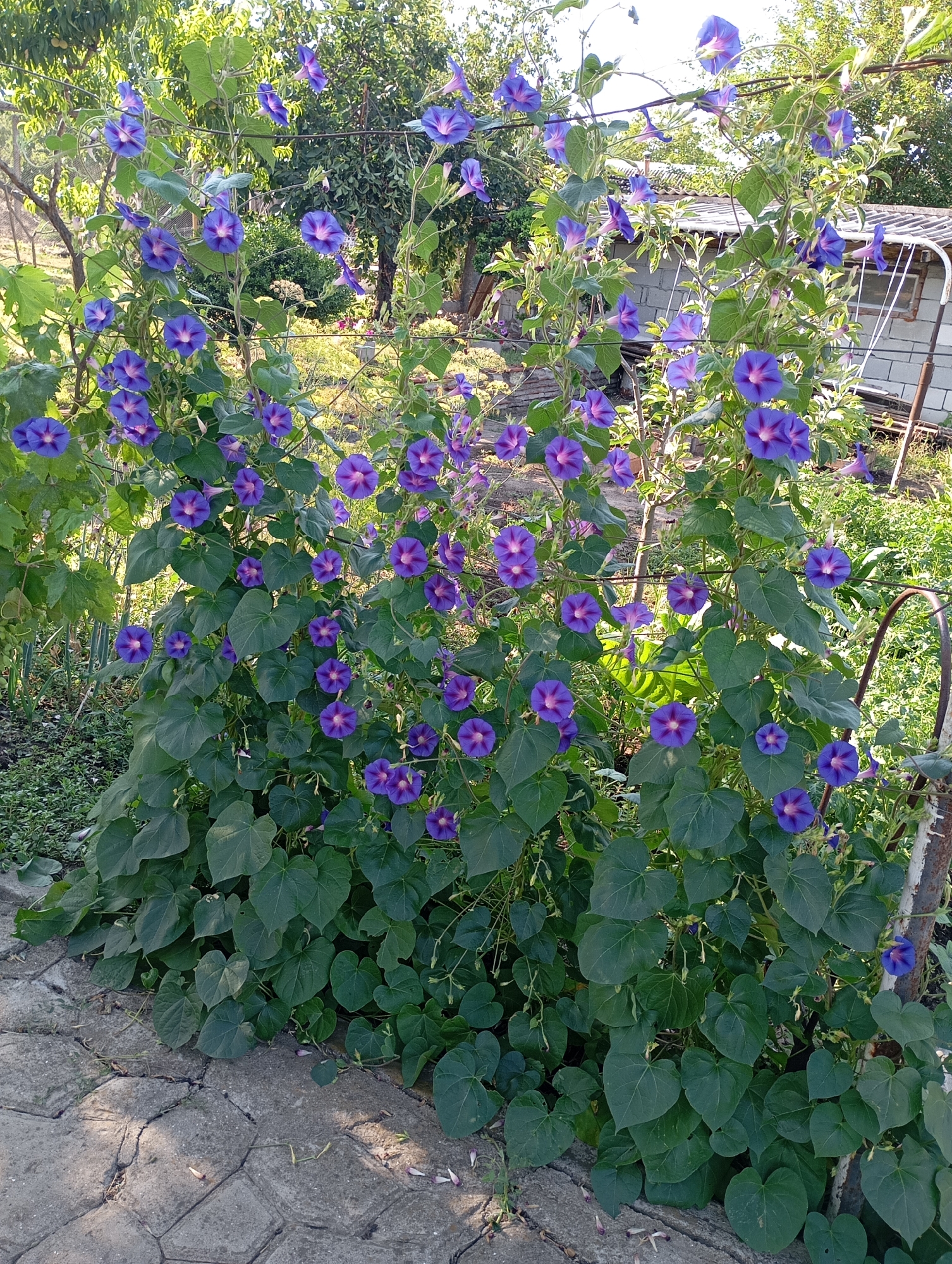 The image shows a vertical trellis of flowering morning glory plants, laden with numerous deep purple trumpet-shaped blooms and lush green heart-shaped leaves. The plants are growing outdoors, supported by a metal structure. In the background, a partially visible brick building with a sloped roof, a metal clothesline or swing set, and various trees and foliage suggest a residential or garden setting. The foreground features a path paved with interlocking concrete stones, some of which appear cracked and worn. The overall scene depicts a vibrant natural display against a backdrop of rural or suburban construction. The location is identified as Karagash, Moldova.