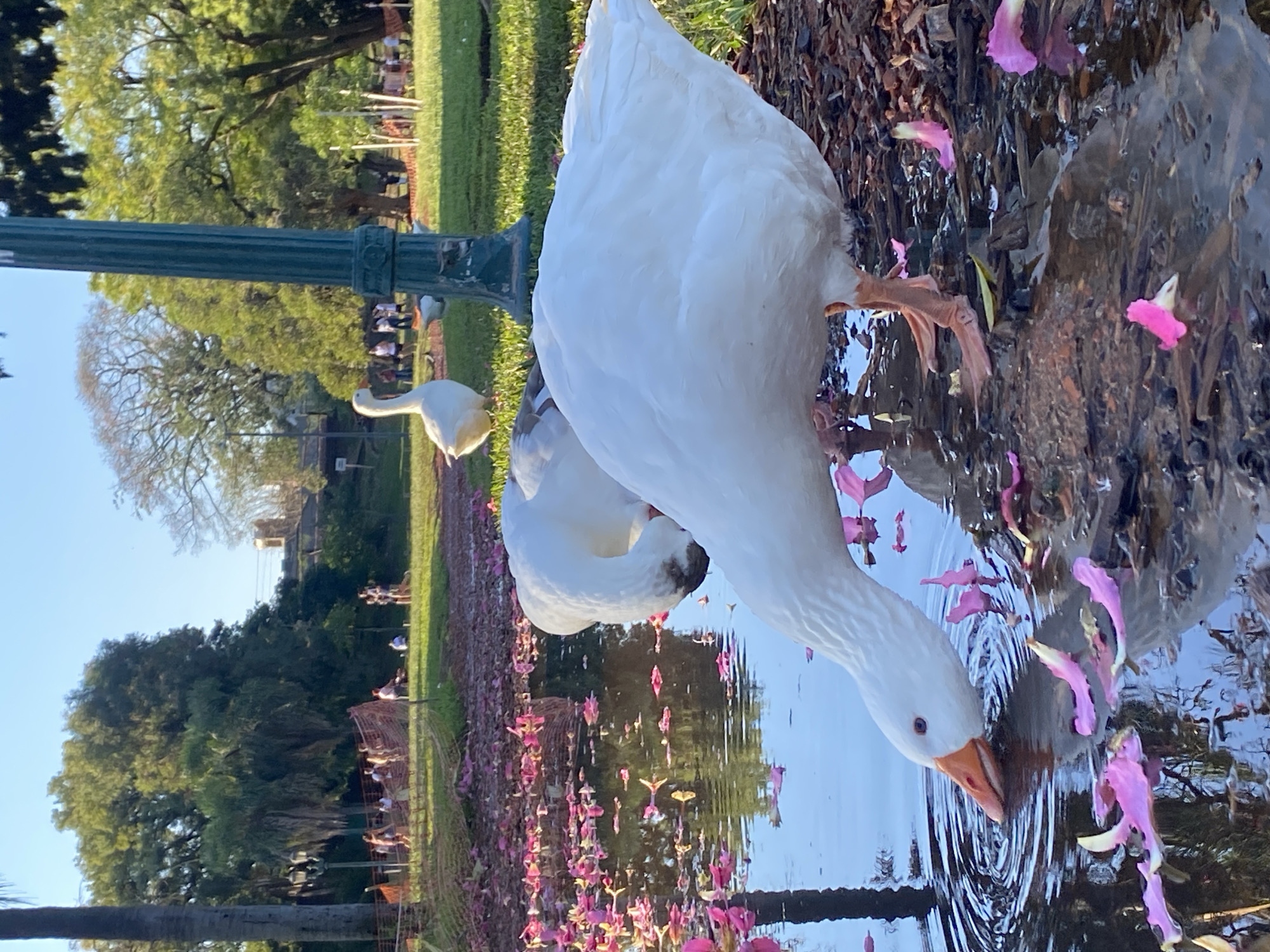 The image depicts two white geese at the edge of a body of water, likely a pond or small lake, in a park setting in the city of Buenos Aires, Argentina. The goose in the foreground is actively drinking from the water, its neck extended downwards. The other goose is standing near the edge of the water. Pink petals are scattered on the ground and floating in the water. A green lamppost is visible near the edge of the water. In the background, there is a grassy area with trees and people engaging in various activities. The light suggests it is daytime. A soccer field is set up in the middle ground. Buildings are visible in the distance.
