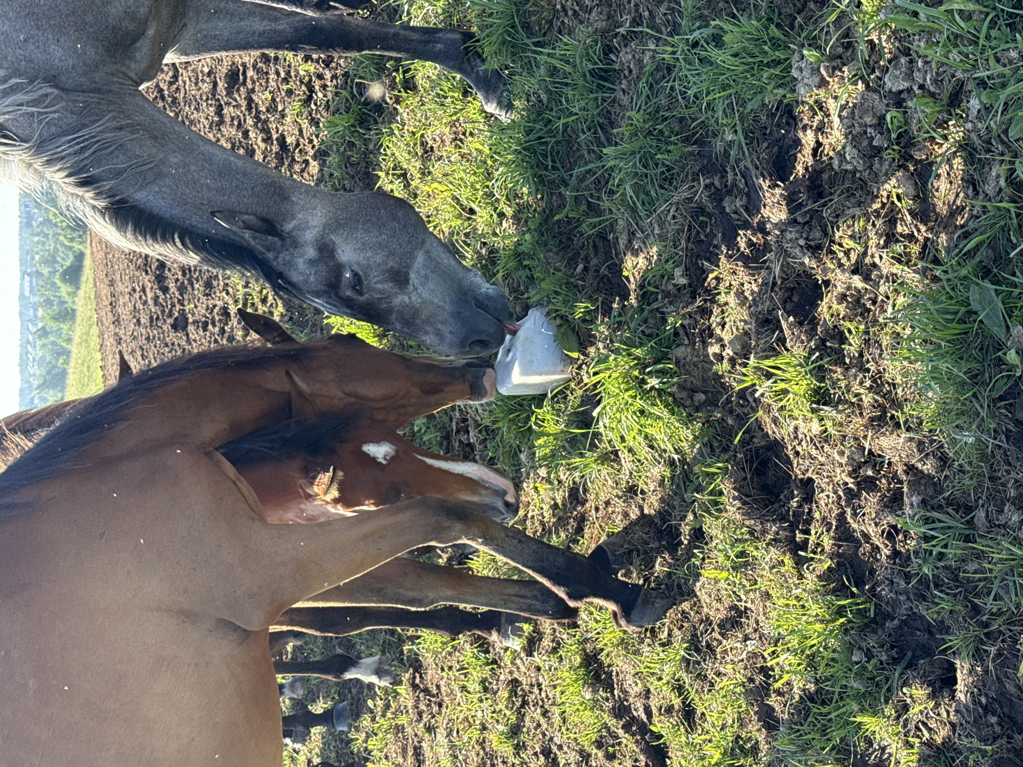 Two horses are depicted in an outdoor, muddy, and grassy environment. One horse is a reddish-brown color, and the other is gray. They are both leaning down to lick a white block, which appears to be a salt lick, situated on the ground between them. The ground is uneven, with patches of mud and green grass. In the background, there is a hint of a treeline and a light sky, suggesting an agricultural or rural setting within the city of Galinė, Lithuania.