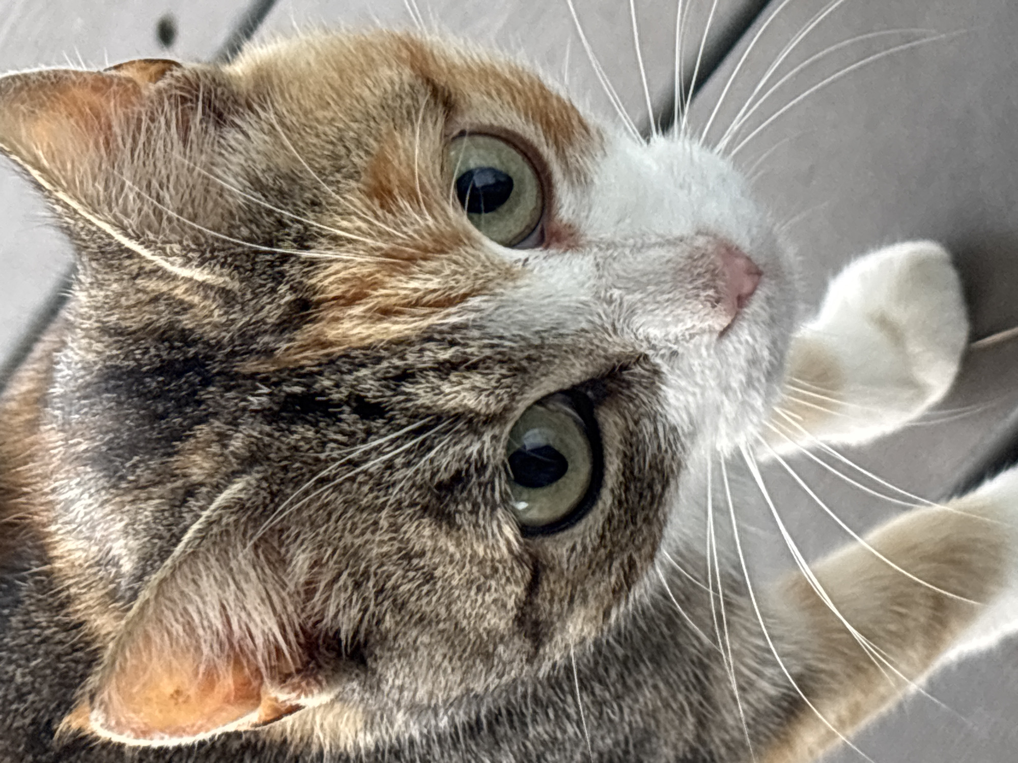 A close-up, eye-level, full-frame shot captures a tortoiseshell cat with green eyes. The cat's fur displays a mix of grey, black, orange, and white patches, with distinct white markings on its chest and paws. Its whiskers are prominent and extend outwards. The cat appears to be looking slightly downwards and to the right. The background consists of grey wooden planks, suggesting an outdoor setting. The image does not depict any specific location in Zvenigorod, Russia, nor does it include any people or actions.