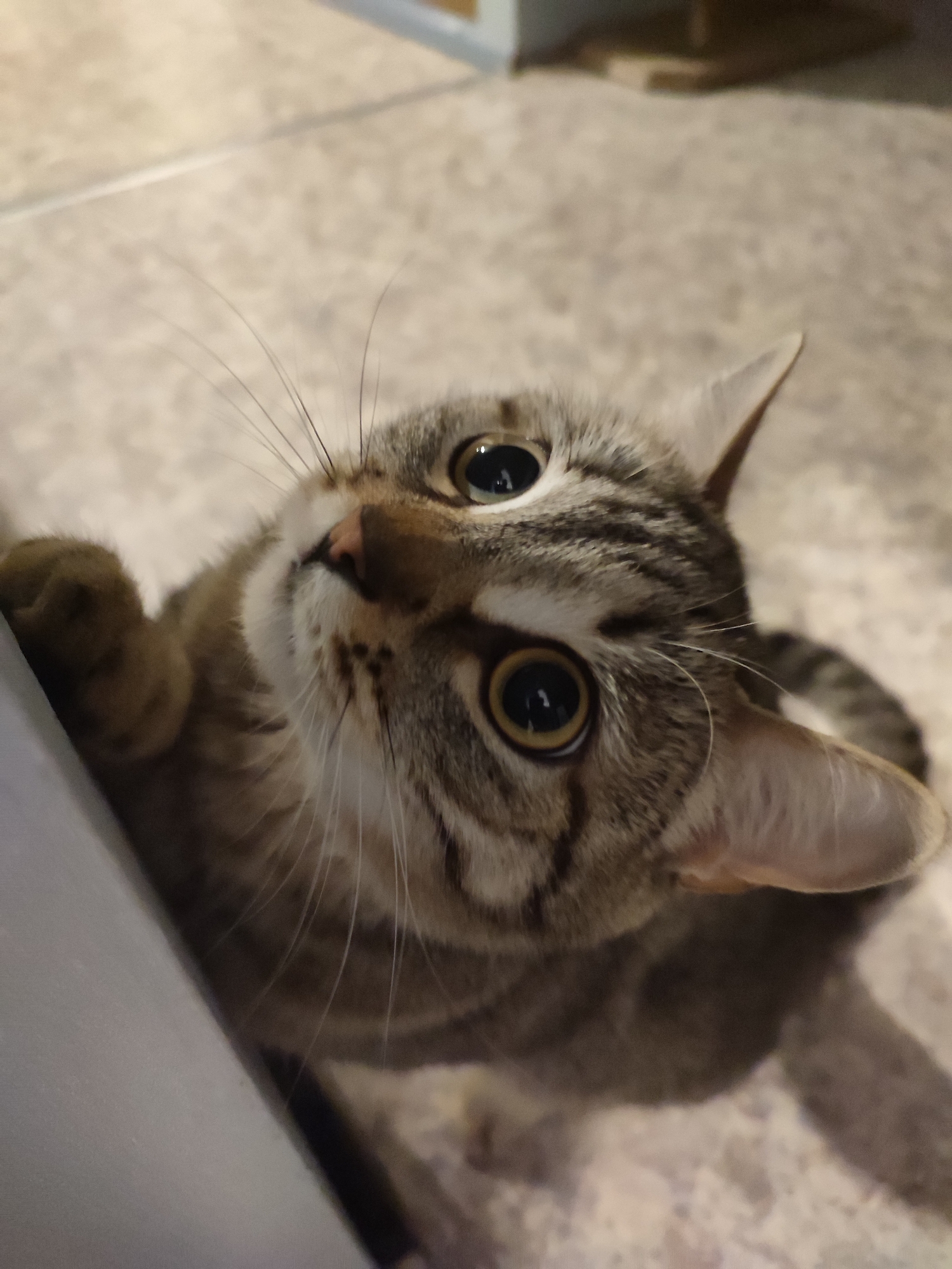 A domestic cat is looking upwards with large, round, expressive eyes. The cat's fur is primarily brown and gray with tabby markings. Its whiskers are long and white, and its nose is pink. The cat's paw is visible, gripping onto what appears to be a white surface, possibly a wall or cabinet. The background consists of a tiled floor in muted earth tones. The exact location is not discernible from the image.