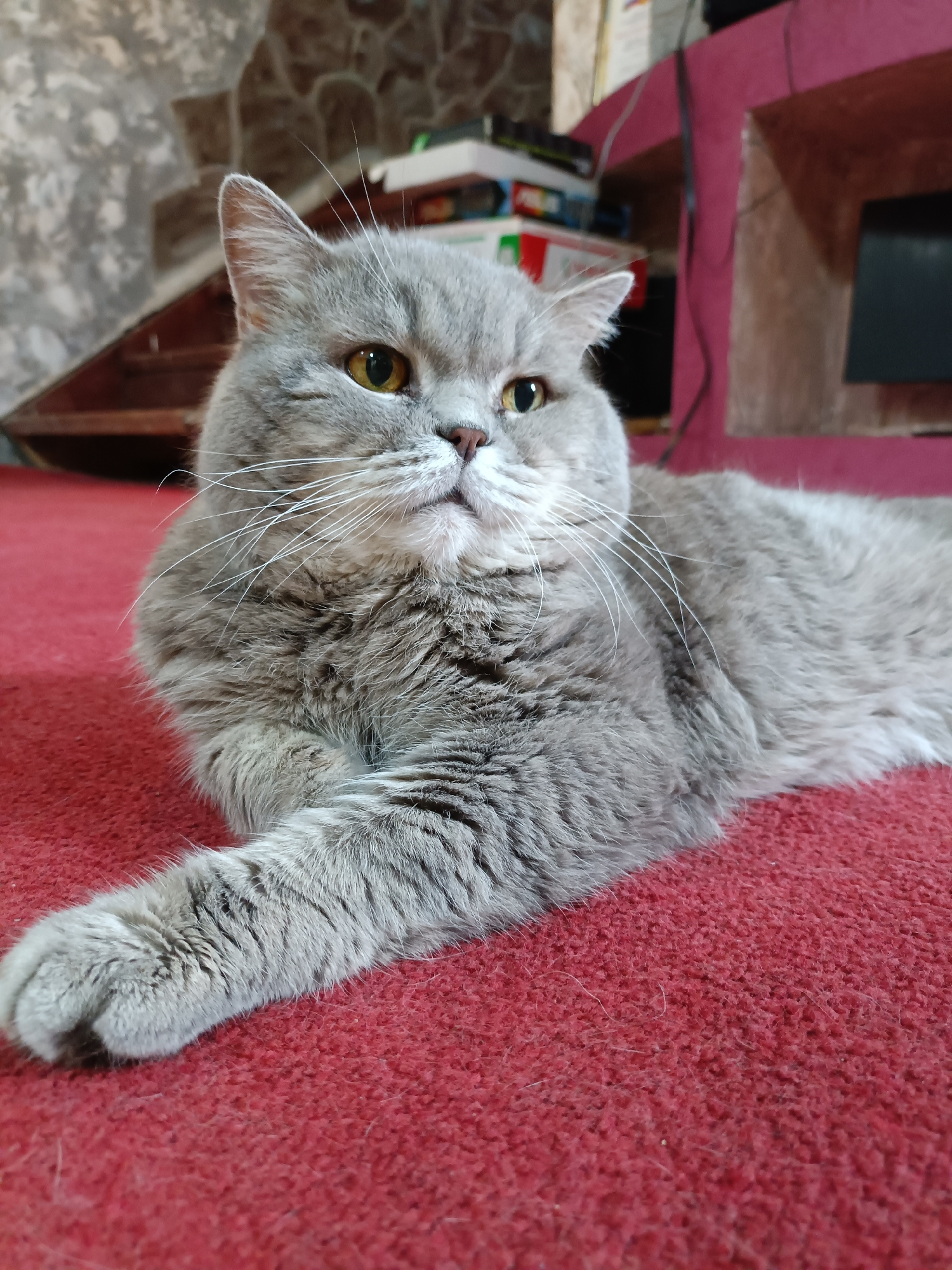 A British Shorthair cat with gray fur and yellow eyes is lying on a red carpet. The cat is facing to the right, with its left paw extended forward. In the background, there are stairs made of stone and wood, a pink shelf unit, and some books. The scene appears to be indoors, in a residential setting. There is no indication of the location being in Bataysk, Russia.