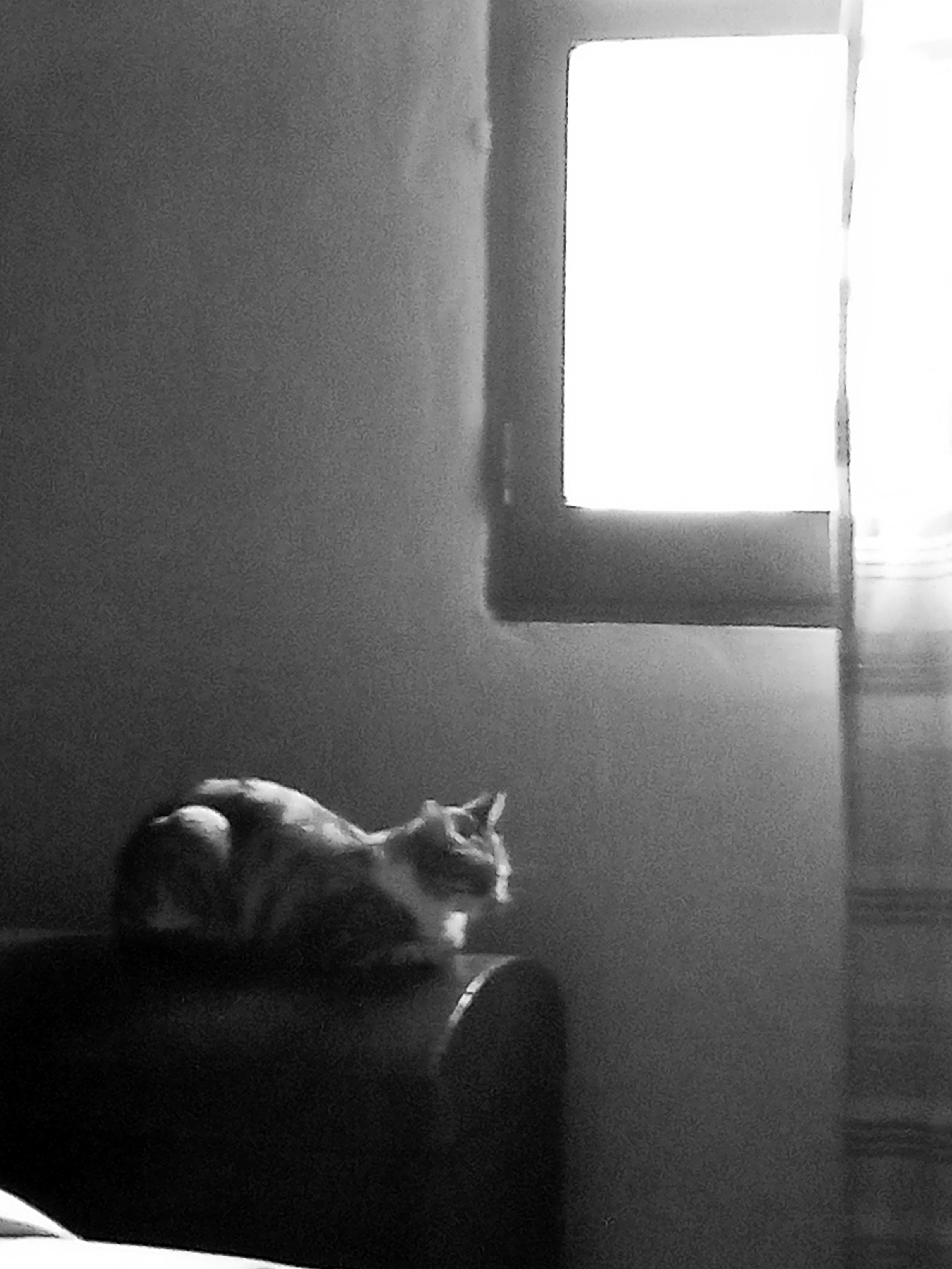 A black and white photograph captures a cat sitting on a dark, possibly wooden or upholstered surface, its gaze directed towards a bright window. The window appears to be a rectangular frame, allowing a significant amount of light into the room. A curtain hangs to the right of the window, partially obscuring the view. The walls are a neutral gray tone. The overall scene suggests a quiet indoor setting. There is no evidence of it being located in Montalbán, Venezuela.