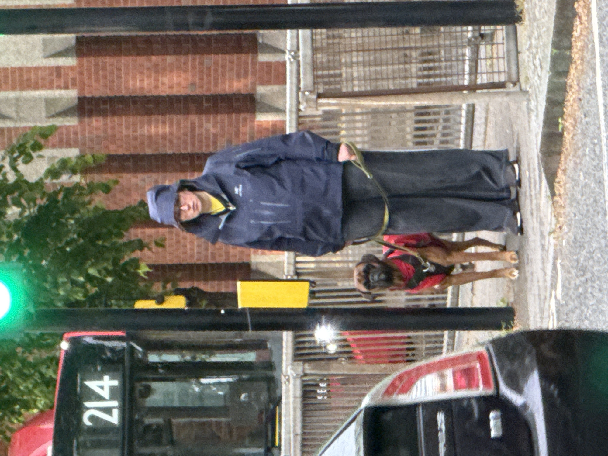A person in a blue hooded jacket and gray pants is walking a dog, which is wearing a red harness, on a leash on a sidewalk. A brick building is in the background. A bus with the number 214 is visible in the foreground on the left, partially obscured by foliage and a black pole. The taillight of a black car is visible on the right. The setting appears to be an urban environment in London, United Kingdom, given the presence of a London bus.