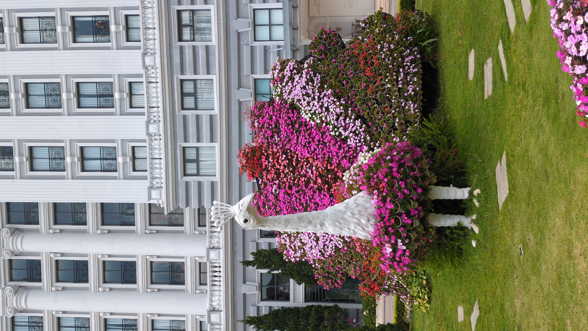 A garden scene in Da Lat, Vietnam, features a white peacock sculpture adorned with colorful flowers. The peacock stands on a green lawn next to a building with multiple windows. The sculpture is decorated with pink, red, and white flowers, arranged to mimic feathers. The lawn includes scattered stone tiles. The building is white, with numerous windows and ornate architectural details. The image presents a blend of nature and art in a landscaped environment.