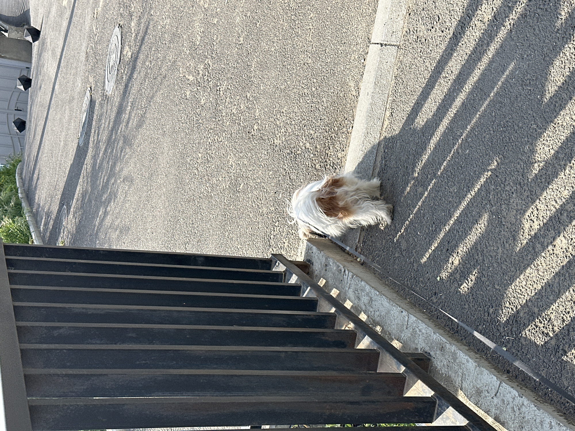 A dog sits on pavement at the edge of a set of stairs in an outdoor scene. The dog is small with white and light brown fur. The pavement has light-colored, linear shadows cast across it. To the left of the dog, metal stairs with horizontal slats ascend upwards. The area is likely in Tbilisi, Georgia based on the architectural style of the stairs.
