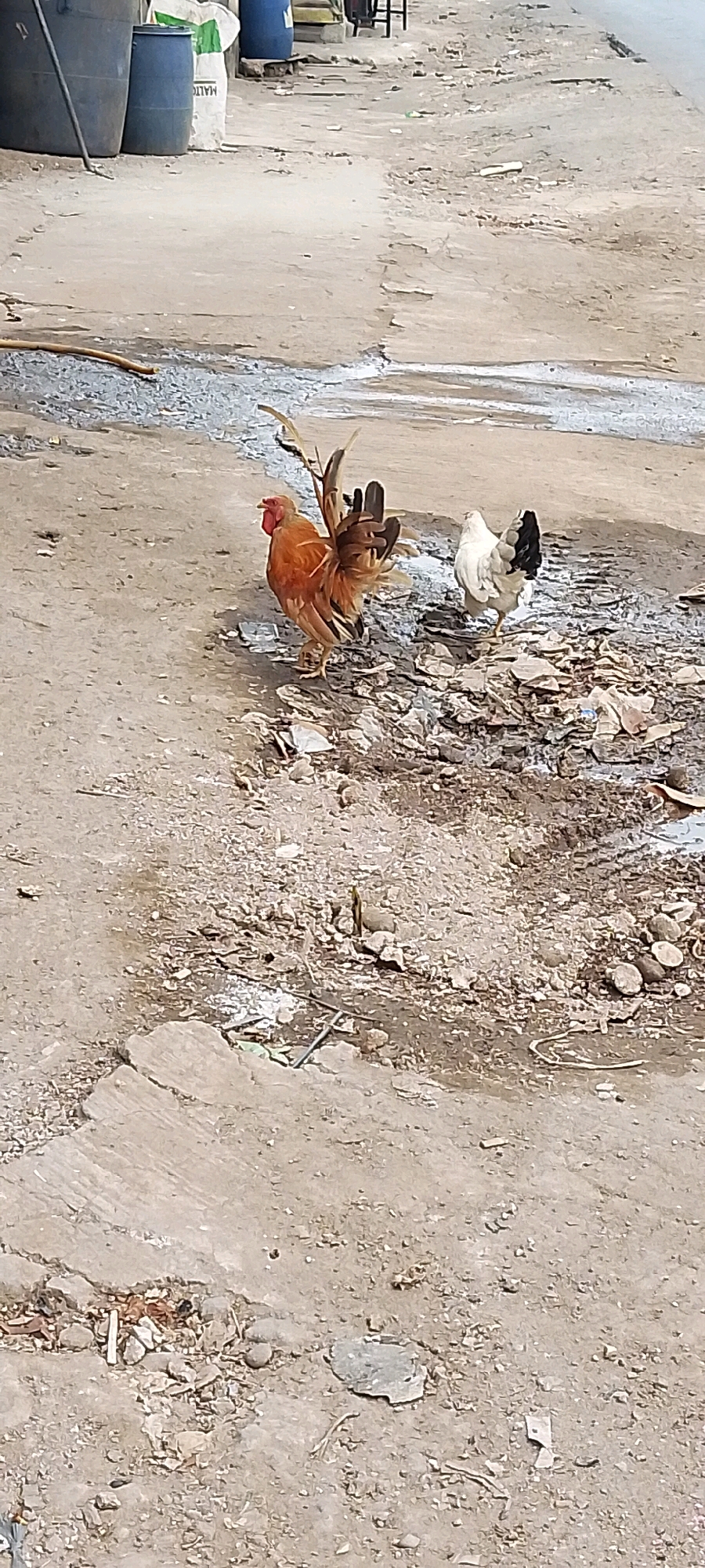 Two chickens, a rooster and a hen, are standing on a dirt and debris-covered surface in what appears to be an urban or peri-urban area. The rooster, predominantly orange and brown with a red comb and wattle, is on the left, facing left. The hen, white with black tail feathers, is on the right, facing away from the camera. The ground is uneven and littered with small stones, discarded materials, and some muddy patches. In the background, large blue and white barrels are visible, along with some indistinct structures, suggesting a commercial or industrial vicinity. The overall setting suggests a somewhat unkempt outdoor environment. The location is identified as the city of Bekasi, Indonesia.