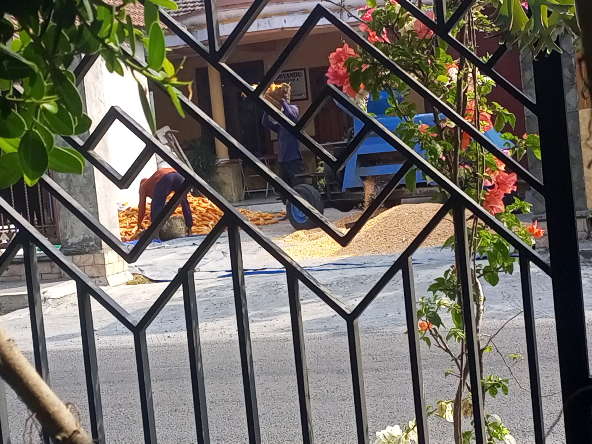 In Ngasem, Indonesia, a scene unfolds behind a black metal fence. Two individuals are engaged in processing a large quantity of corn. One person, wearing a blue shirt and dark pants, stands near a blue machine with large wheels, appearing to be operating it. They are holding a bundle of corn cobs. Another individual, dressed in an orange shirt and dark blue pants, is bent over, working with a large pile of corn. The corn is spread out on a blue tarp, and some has spilled onto the ground. A white sheet of paper with text is visible on a building in the background. Lush green foliage and pink flowers are present, framing the view through the fence. The ground appears to be a paved surface, possibly a street or courtyard.
