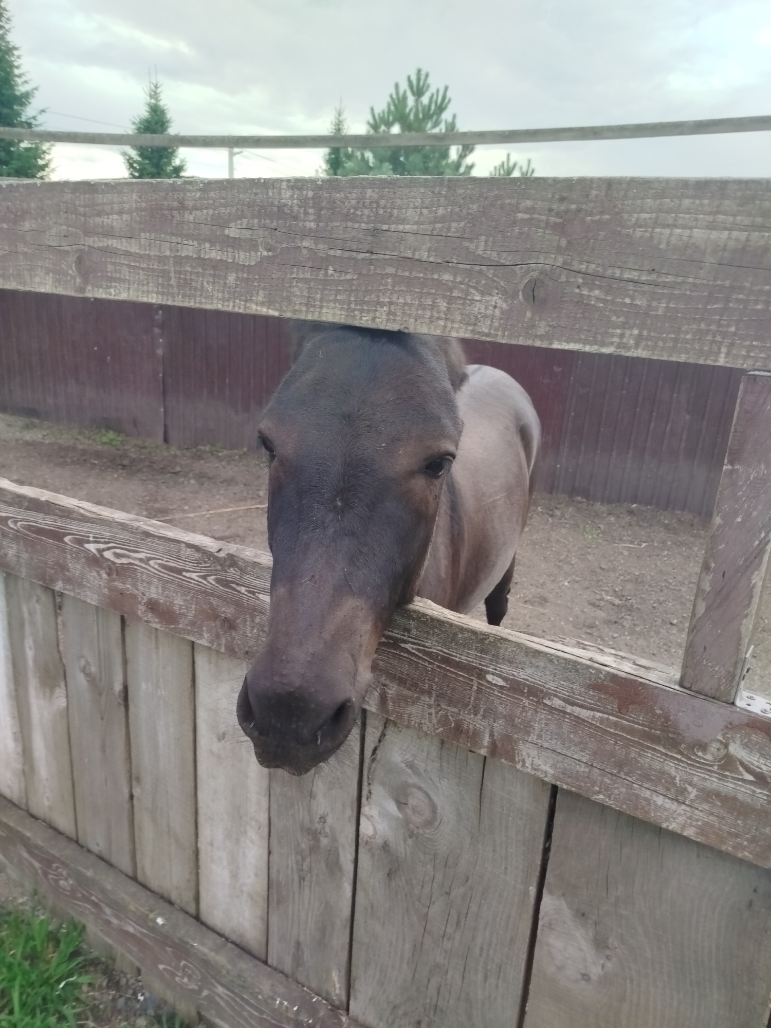 A brown horse peeks through a wooden fence in what appears to be an outdoor enclosure. The horse's head and neck are visible as it looks towards the camera. The fence is made of weathered, horizontal planks. Behind the fence, a darker wooden structure is visible, along with dirt ground and some sparse vegetation. The sky above is overcast.