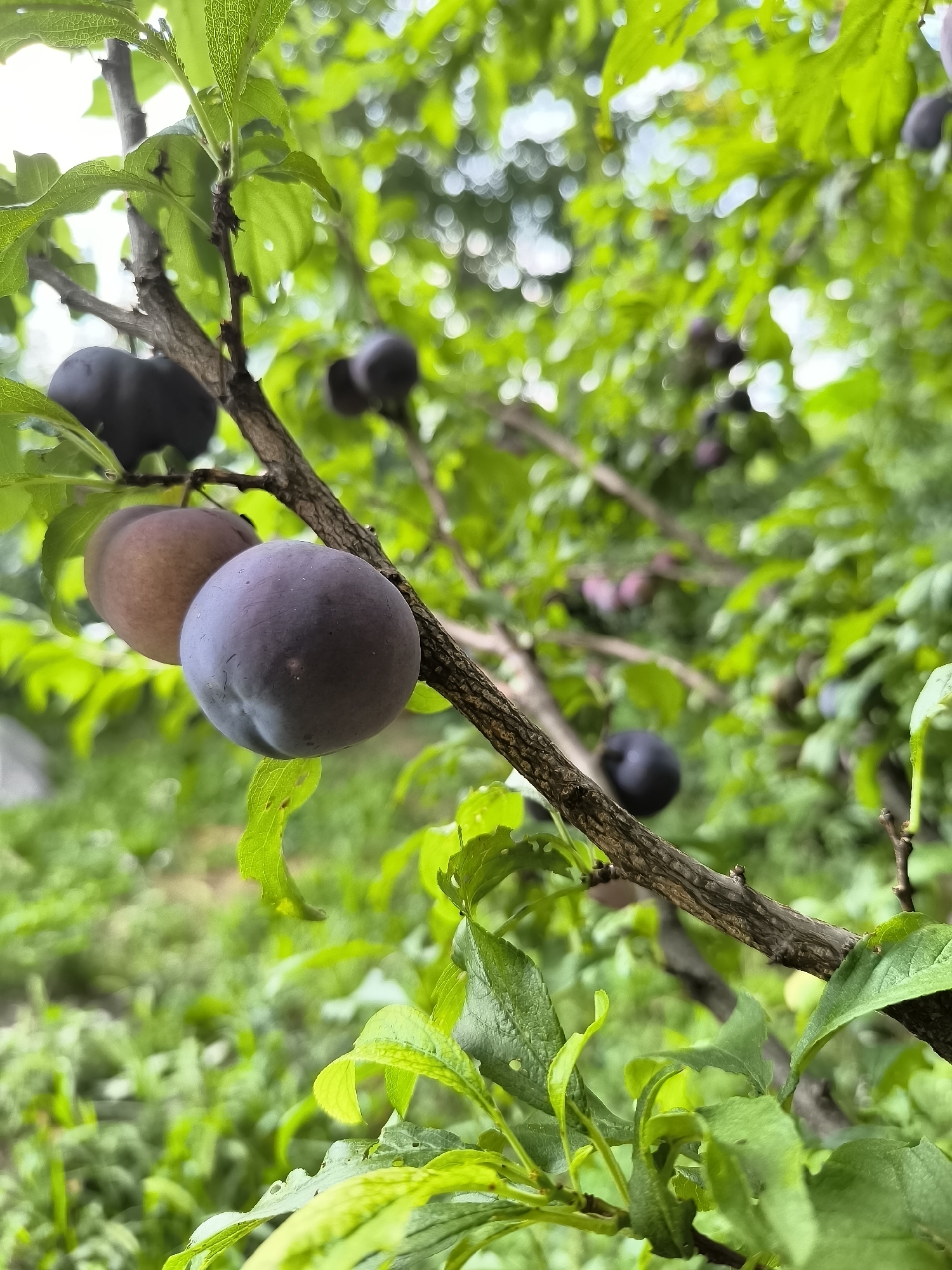 The image shows a close-up view of a plum tree branch laden with ripe plums. The branch is in focus, with two dark purple plums prominently displayed in the foreground. One plum is slightly out of focus and has a reddish hue. In the background, more plums and green leaves are visible, also out of focus, creating a bokeh effect. The environment appears to be a garden or orchard, with lush green foliage and the dappled sunlight suggesting an outdoor setting. The image was taken in Cricova, Moldova. There are no people visible in the image.