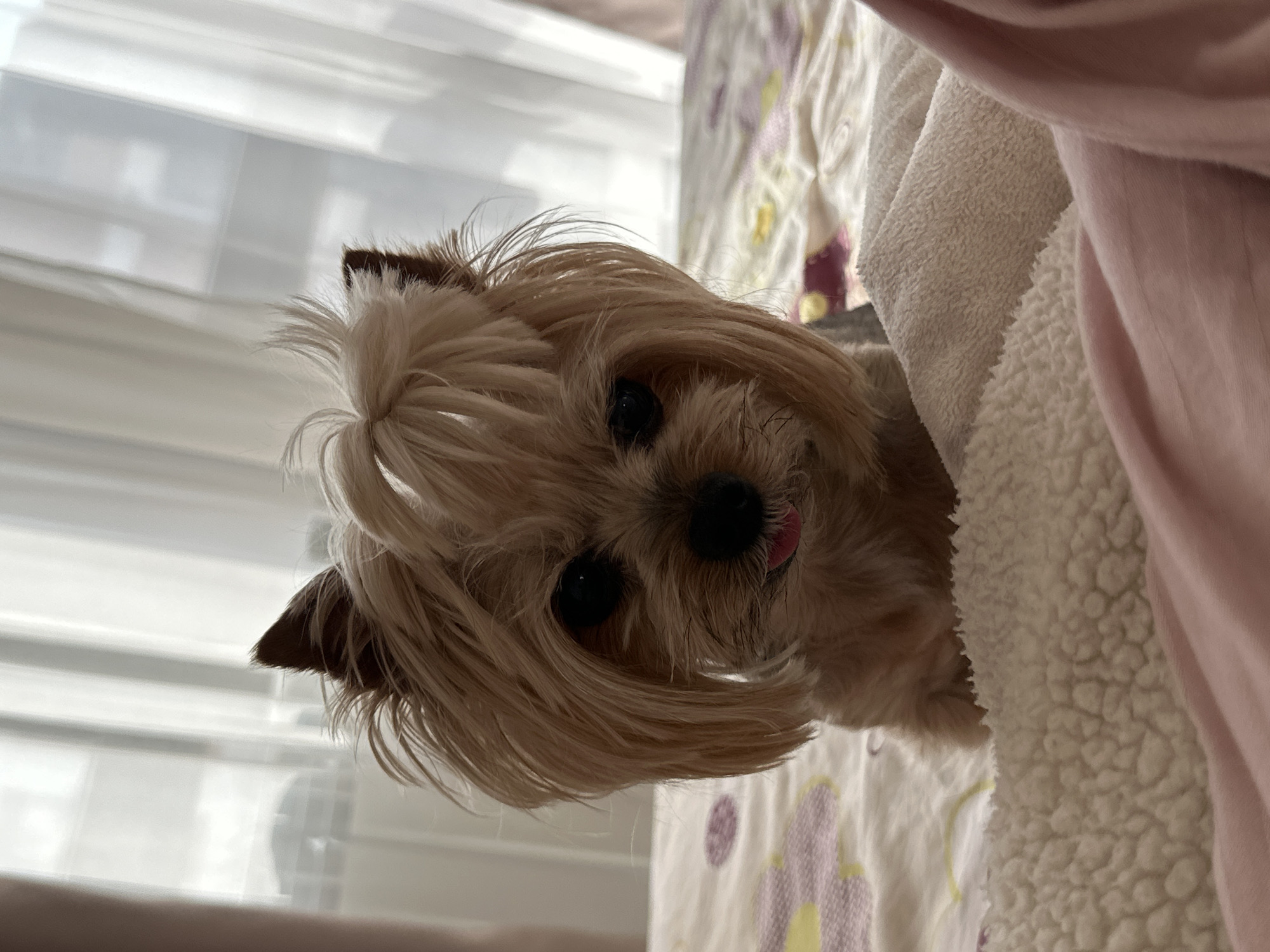 A tan and brown Yorkshire Terrier-like dog with a small ponytail looks directly at the camera, its tongue slightly sticking out. The dog is partially covered by a white sherpa-lined blanket and a pink blanket, lying on a bed with a white and lavender floral patterned sheet. Light from a window is visible in the background, partially obscured by white blinds. The location cannot be determined from the image.