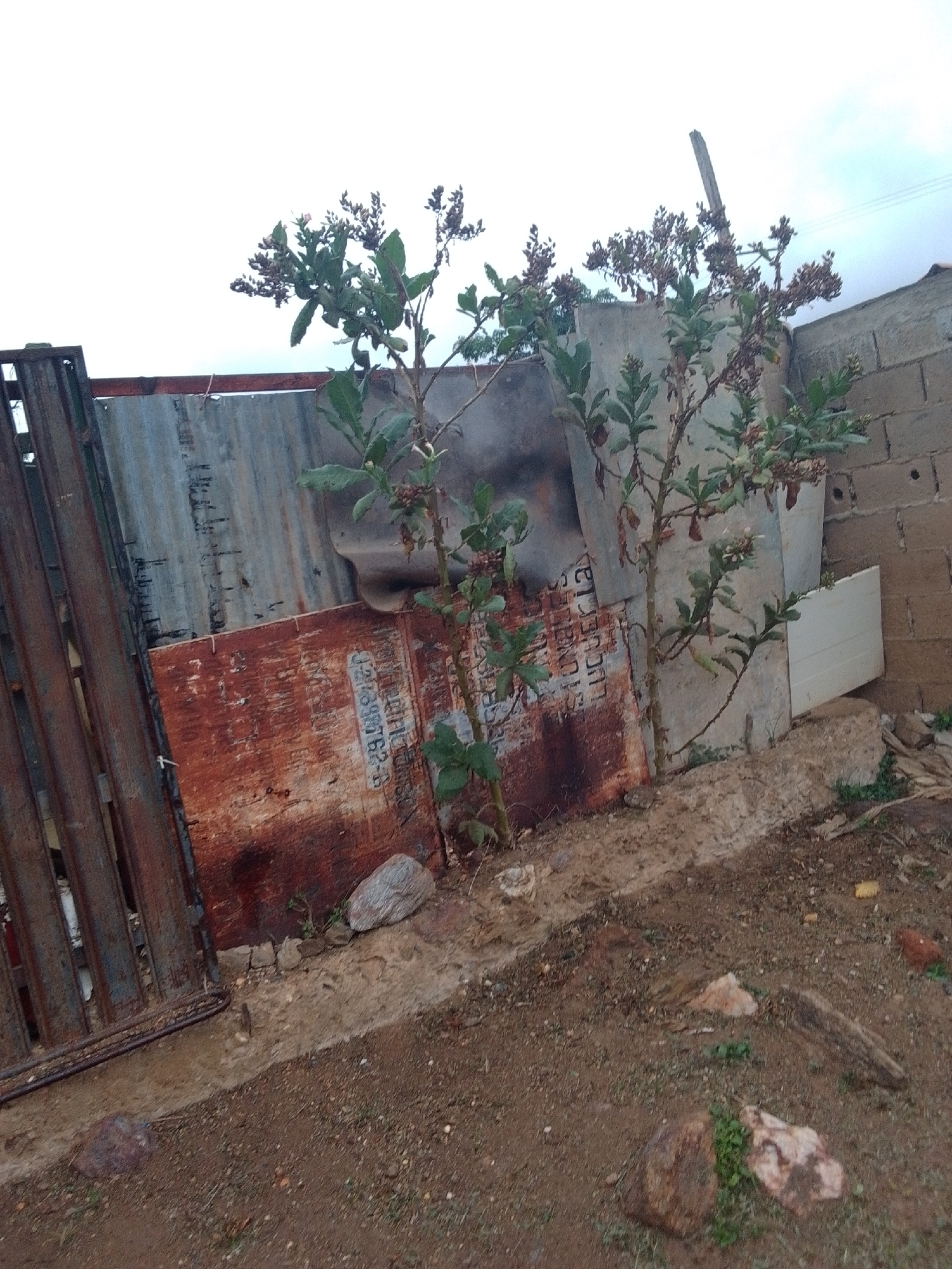 The media file depicts an outdoor scene with a prominent tree in the foreground, its branches reaching upwards. The tree has green leaves and clusters of dried seed pods or flowers. Behind the tree, there's a weathered metal fence on the left, composed of vertical slats. Adjacent to the fence is a section of corrugated metal sheeting, and further to the right, a rusty, reddish metal sheet with some faint white text visible. Beyond these elements, there's a wall constructed from grey concrete blocks. A white piece of material, possibly plastic or painted wood, is propped against the wall. The ground is uneven and covered with dirt, small stones, and some scattered debris. The sky above is overcast and light-colored. The overall impression is that of a somewhat neglected or utilitarian outdoor space, possibly a yard or alleyway. The scene appears to be in an area with a warm climate, given the vegetation. There is no discernible activity taking place. The text on the rusty metal sheet appears to be a serial number or identification code, possibly "128-38762-13". The location context of La Tagua, Venezuela, suggests a tropical or subtropical environment.