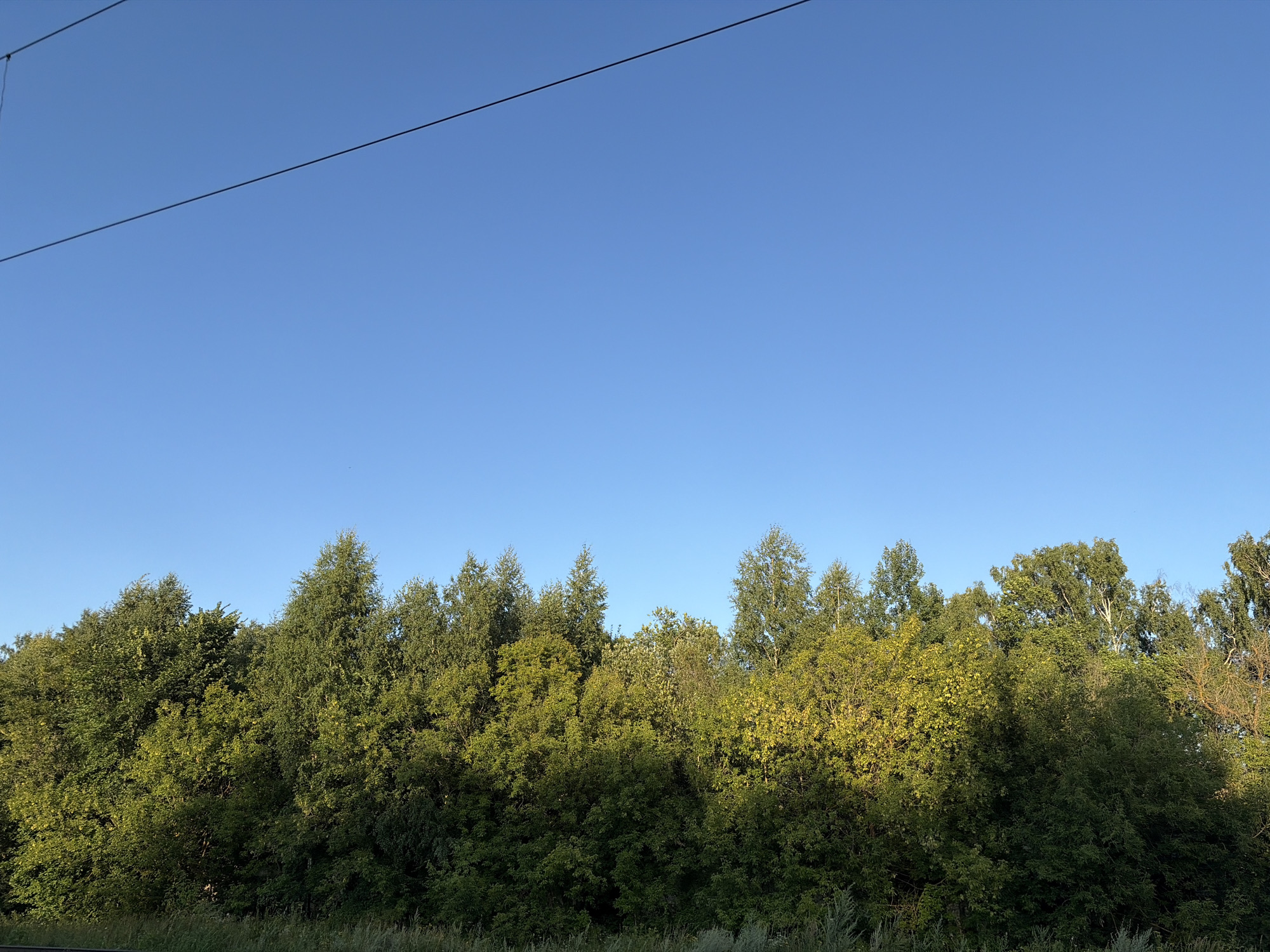This is a photograph of a forest edge against a clear blue sky. A thin black wire stretches diagonally across the upper portion of the frame. The forest is dense and varied, with trees of different heights and shades of green, some illuminated by sunlight, giving them a yellowish hue. The undergrowth is also thick and green. The bottom edge of the image shows a narrow strip of grass and wild vegetation. The scene appears to be located on the outskirts of Nurlaty, Russia, possibly along a railway line or near a road, given the presence of the overhead wire. No people or animals are visible in the image.