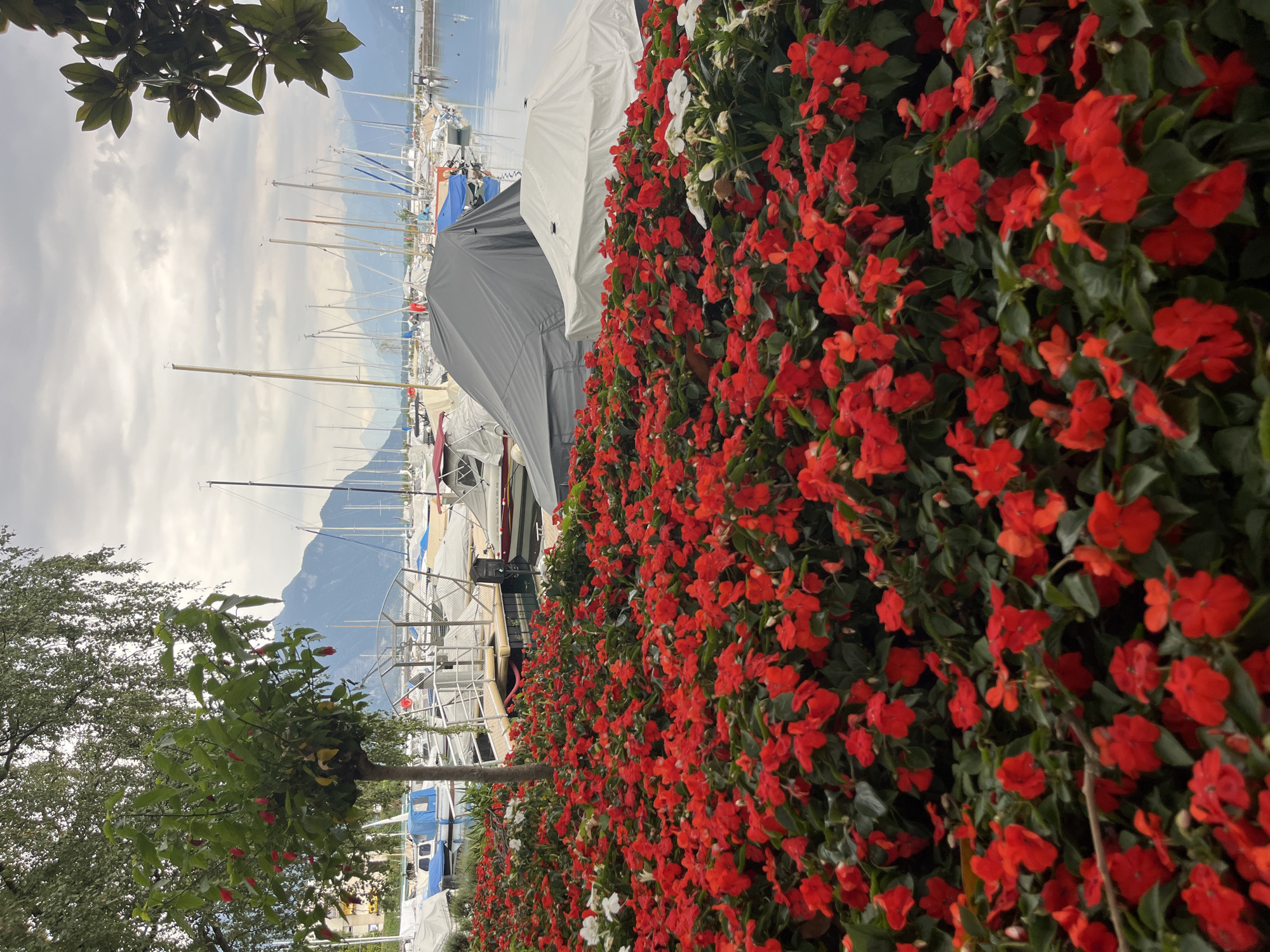 A high-angle, vertical outdoor shot showcases a vibrant bed of red impatiens flowers in the foreground, with lush green foliage. Behind the flowers, a calm lake is visible, dotted with numerous sailboats and yachts docked at a marina. The marina is bordered by a wooden walkway and various boats, some covered with tarps. In the background, a mountain range rises against a cloudy sky. The scene is likely located in Montreux, Switzerland, given the presence of the lake, mountains, and sailboats, characteristic of the Swiss Riviera. No people are visible in the frame.