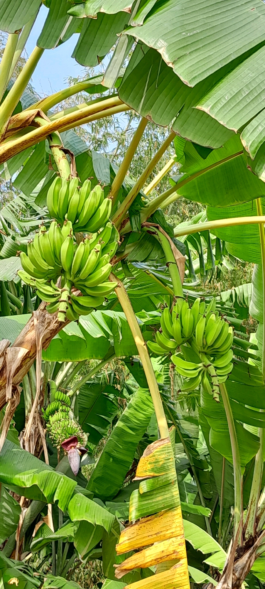The image depicts a cluster of unripe green bananas hanging from a banana tree amidst lush green foliage. The bananas are arranged in hands, with several hands visible in the frame. The leaves of the banana tree are large and broad, with some showing signs of yellowing and drying at the edges. The background is filled with more banana leaves and the trunks of banana trees. The overall scene suggests a tropical or subtropical agricultural setting. The location is identified as Bendungan, Indonesia. There are no people or animals present in the image, and no actions or interactions are depicted. The image is a still photograph capturing a moment in the growth cycle of bananas.