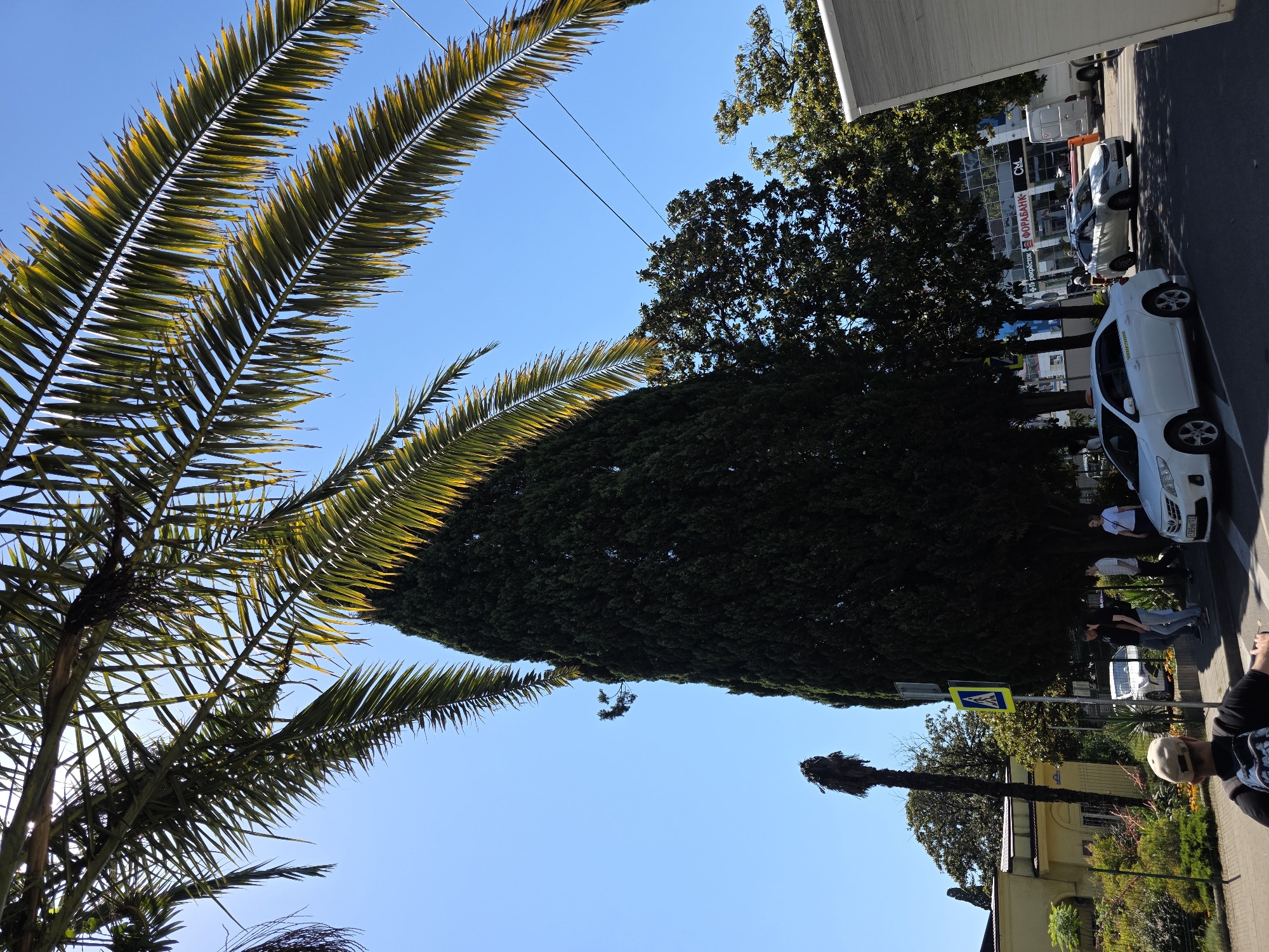 This media file captures a vibrant, sunlit street scene in Sochi, Russia. The image is taken from a low angle, looking upwards and along the street, showcasing a mix of natural elements and urban infrastructure.
In the foreground and prominent on the left, several large palm fronds extend into the clear blue sky, their leaves a rich green with golden highlights from the bright sunlight. Below these fronds, the sturdy trunk of a palm tree is visible. Further along the street, another tall, slender palm tree stands, its fronds appearing dry and somewhat sparse.
The street itself is lined with a variety of lush green trees, including a massive, dense evergreen tree that dominates the mid-ground. On the right, a sidewalk separates the greenery from a row of parked cars and buildings. A white sedan, identifiable as a "Яндекс.Такси" (Yandex.Taxi) by the text on its side, is parked parallel to the curb. Its license plate shows "538" and "193". Behind it, another white car is partially visible.
Several people are seen on the sidewalk. One individual in a light-colored cap and dark clothing is in the right foreground, facing away from the camera. Other pedestrians are further down the street, some standing near the cars.
Buildings line the street; one features a modern, reflective glass facade with prominent signage including "ФОРАБАНК" (FORABANK) and "Qi". An older, yellow building with a tiled roof is also visible behind some trees. Overhead, thin power lines stretch across the blue sky. A yellow pedestrian crossing sign with a walking person symbol is visible near the older building.
The time of day appears to be sunny morning or early afternoon, characterized by clear skies, strong shadows, and bright illumination. The overall setting suggests a lively city environment with a distinct subtropical feel due to the abundant palm trees and dense greenery.