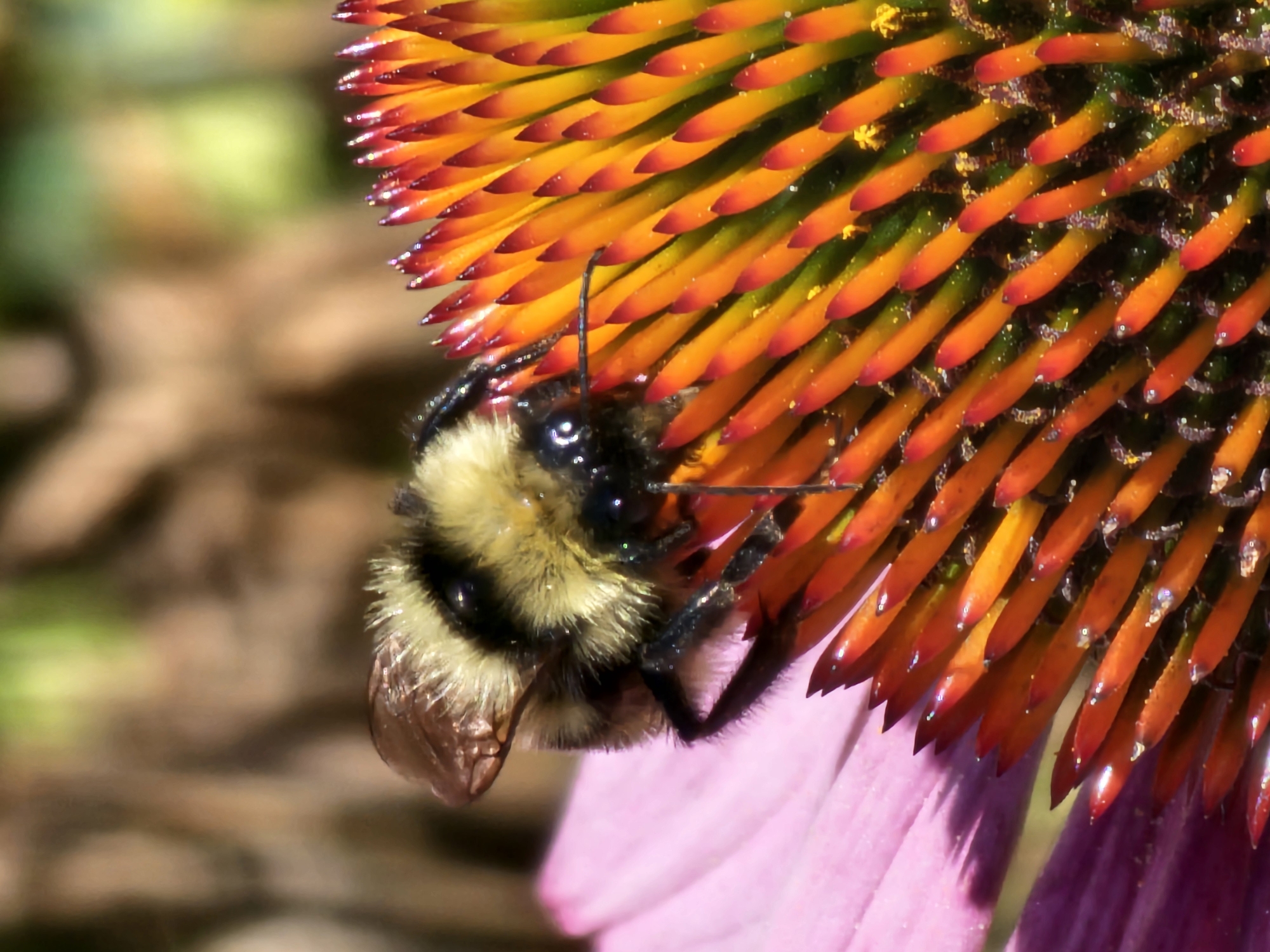 A bumblebee is shown in close-up, foraging on the cone of a coneflower. The bee, primarily black and yellow, is positioned on the flower's central cone, which is filled with numerous spiky, reddish-orange florets. The surrounding petals of the coneflower are a vibrant pink. The background is softly blurred, with hints of green foliage and brown bark, suggesting an outdoor setting. The lighting is bright, casting highlights on the bee's fuzzy body and the flower's petals and cone. There is no information available that indicates this image is located in Khimki, Russia.