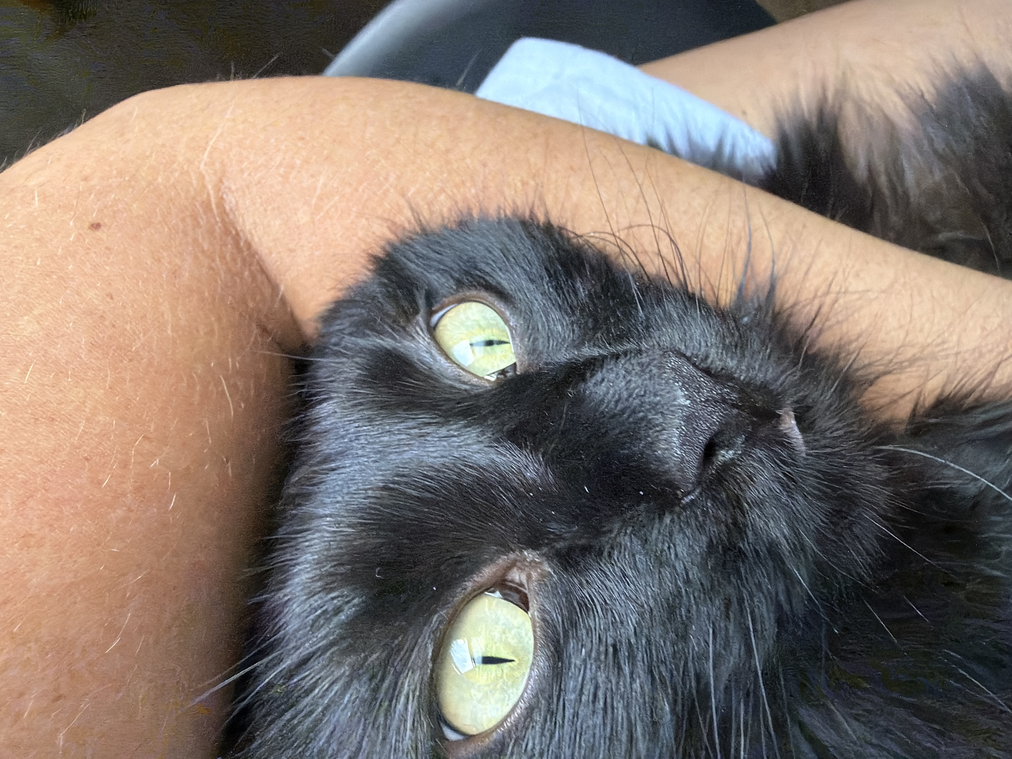 A close-up, eye-level shot features a black cat being held by a person. The cat's face fills the majority of the frame, with its striking yellow-green eyes looking directly at the camera. The fur appears long and soft. The person's arm, tanned and with visible hair, gently cradles the cat. The background is out of focus, showing hints of a light blue fabric and dark elements, suggesting an indoor setting. The image was captured in Ust-Ilimsk, Russia.