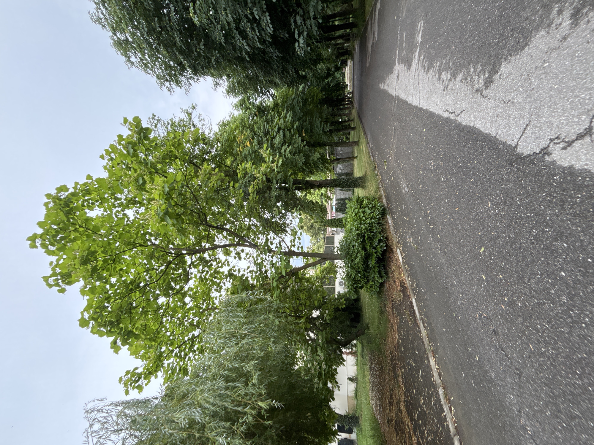 The image depicts a paved pathway flanked by trees on one side and grass and more trees on the other. The pathway is dark asphalt with some lighter patches, suggesting it might be wet or have some wear and tear. The trees are lush and green, with some appearing to be deciduous. The sky is overcast, indicating a cloudy or possibly rainy day. In the background, beyond the trees, there are glimpses of buildings, including a white structure with windows and what appears to be an air conditioning unit. The overall scene is one of a park or a tree-lined street. There are no people visible in the image. The orientation of the image is vertical, with the pathway running diagonally from the top right to the bottom left. The lighting suggests it is daytime, but the overcast sky gives a subdued quality to the scene. The location is identified as Garmen, Bulgaria.