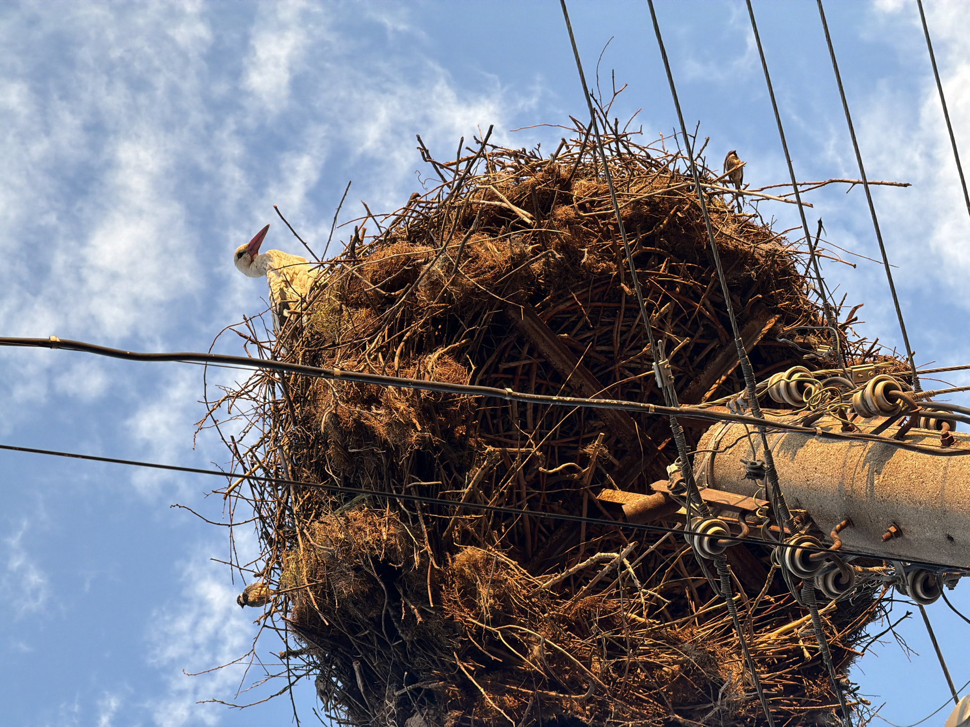 A low-angle shot shows a large stork nest built on a concrete utility pole in Septemvri, Bulgaria. The nest, composed of various sticks and brown material, is disproportionately large compared to the pole and electrical hardware. A white stork with a red beak is visible on the left edge of the nest, peering out. Overhead power lines run through and around the nest and the pole. The sky above is blue with sparse, scattered clouds.