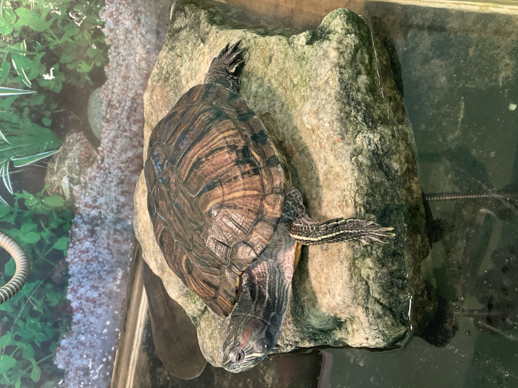 A red-eared slider turtle basks on a mossy rock in a shallow enclosure, possibly a terrarium. The turtle's shell is a mosaic of browns and greens, with red markings on its head and stripes on its legs. The rock sits in murky green water, with a gravelly, decorative background suggesting an aquatic habitat. The enclosure may be located in an educational facility or a private collection, but there is no visual information to confirm its location within Chaikovsky, Russia.