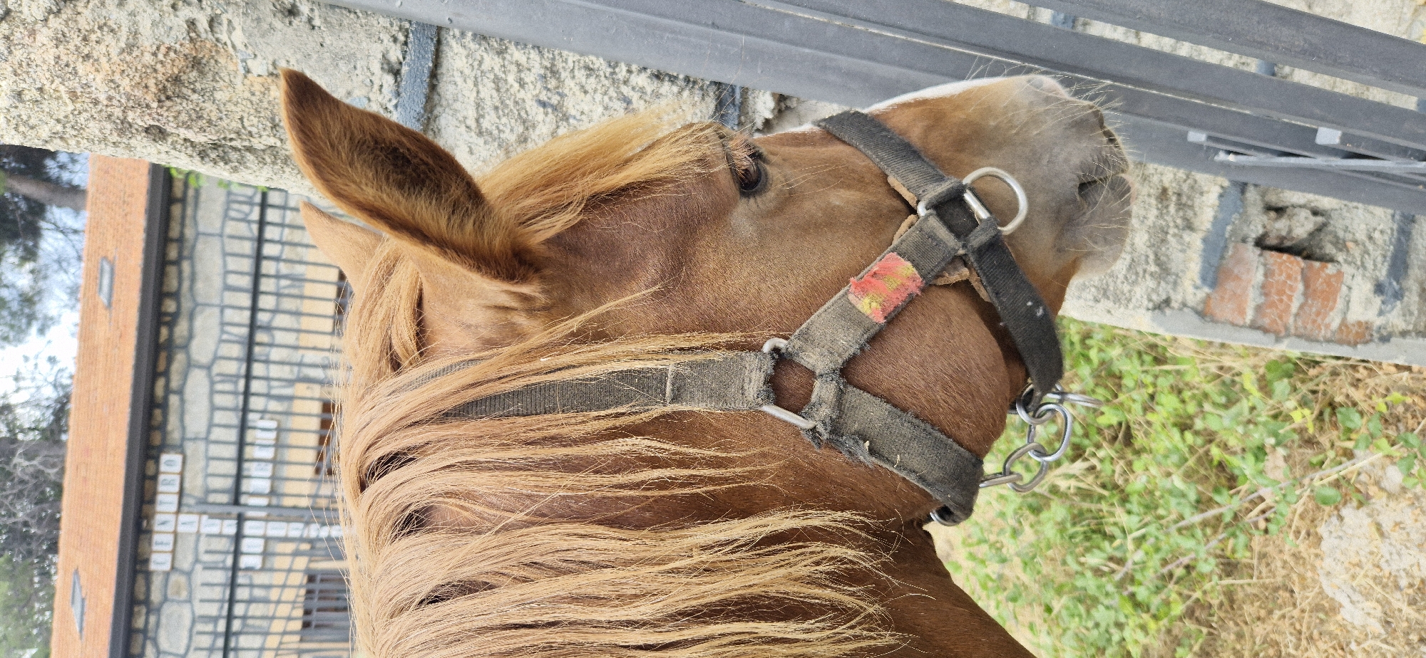 A close-up, side-profile shot shows the head and neck of a brown horse. The horse is wearing a black halter with metal rings and chain. Its mane is long and flows down its neck. The horse's right eye is visible, and its ears are pointed forward. The background is a stone wall, a metal fence, and some green vegetation. In the distance, there is a building with a red tiled roof. The scene appears to be outdoors, possibly in a rural or equestrian setting.