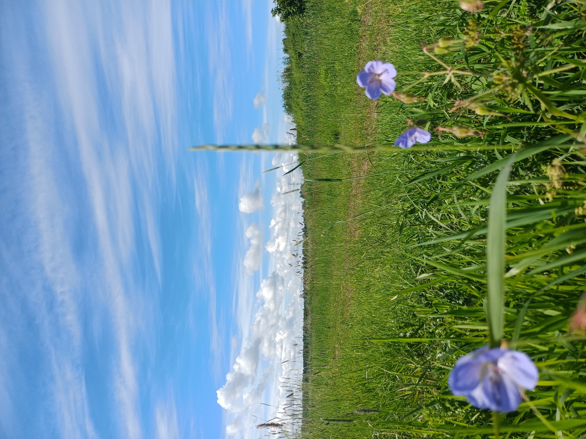This is a ground-level, full-shot, eye-level outdoor photograph taken on a sunny day in Riga, Latvia. The foreground features lush green grass and several delicate purple flowers in sharp focus. The middle ground consists of a vast expanse of green grass leading to a gentle slope covered in more vegetation, including trees and shrubs. In the distance, a power line tower is visible against the horizon. The sky is a vibrant blue, adorned with wispy white clouds that stretch across the frame. The overall impression is one of natural beauty and tranquility.