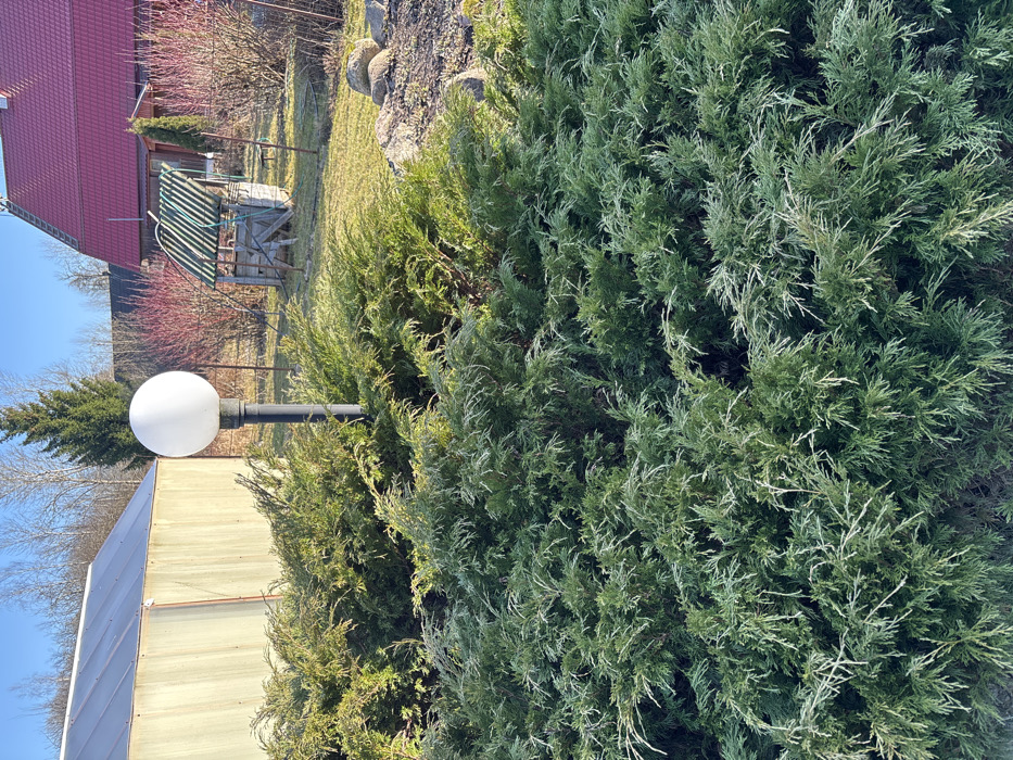 The scene depicts an outdoor residential or garden area in Koshelevichi, Russia, under clear blue skies with strong sunlight. The foreground is dominated by a dense arrangement of dark green, finely textured coniferous shrubs or ground cover. Centrally positioned among these shrubs is a black lamppost topped with a spherical white light fixture. In the midground, to the left of the lamppost, a light-colored shed with corrugated metal siding and a translucent roof is visible. To the right of the lamppost, a grassy lawn contains a weathered wooden well structure topped with a green corrugated metal roof. A cluster of grey rocks rests on the right edge of the frame. In the background, a house with a distinct red-tiled roof and darker walls is situated behind the well. Numerous bare-branched deciduous trees and shrubs, some with reddish stems, are scattered throughout the mid and background, indicating a non-foliage season. A tall, dark green conifer tree stands to the left of the red-roofed house. No individuals or animals are present.