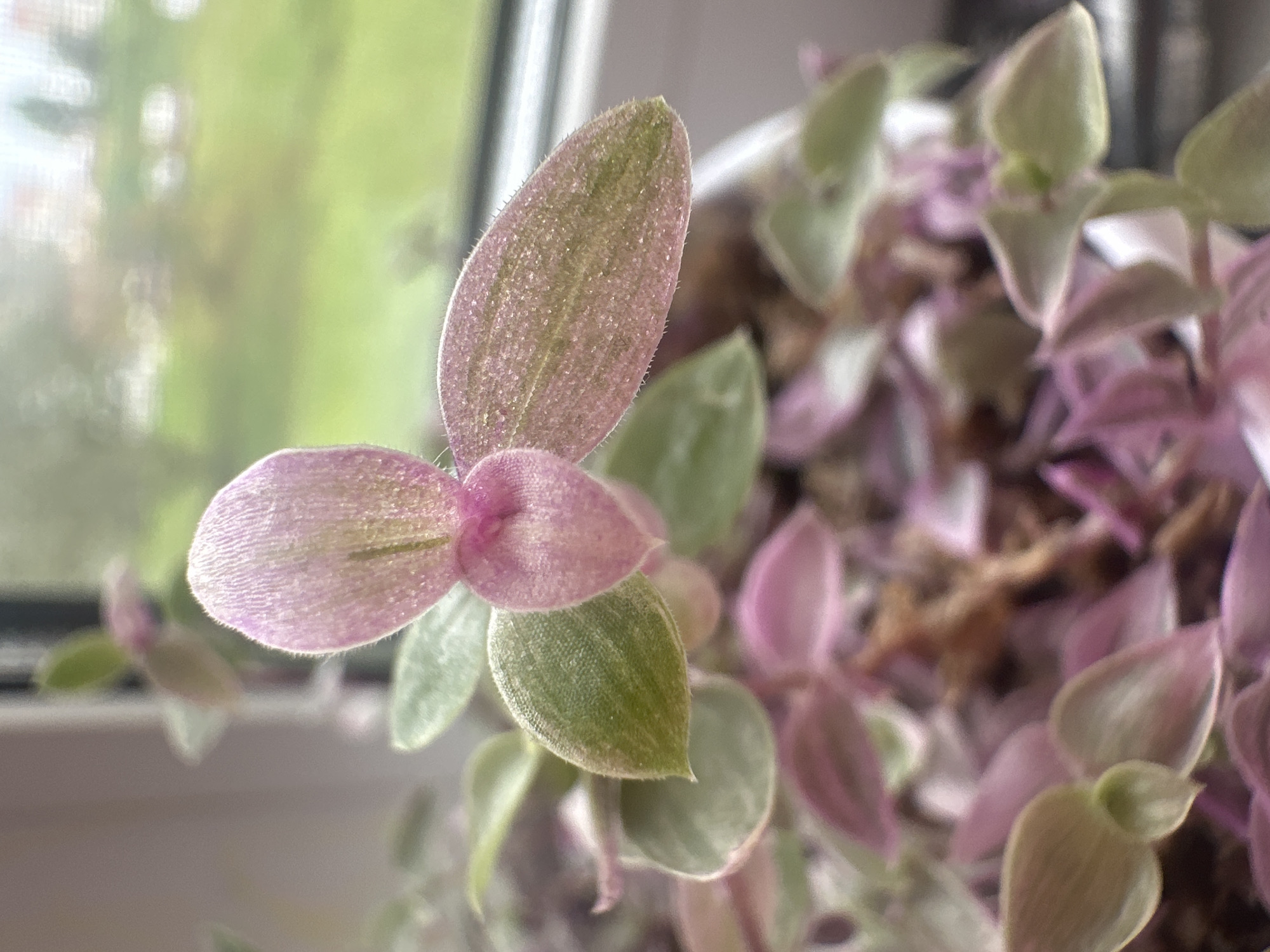 This is a close-up, eye-level photograph of a Tradescantia zebrina plant, commonly known as the wandering Jew or silver inch plant. The plant has a dense growth of small, ovate leaves with a variegated pattern of green, silver, and pink hues. The new growth at the top of the plant is predominantly pink and appears soft and fuzzy. The leaves are slightly fuzzy along the edges, which are lined with fine, white hairs.
The plant is in a pot, the rim of which is visible in the lower right corner of the frame. The background is out of focus, suggesting a shallow depth of field. Through the window behind the plant, a blurry green landscape is visible, hinting at an outdoor environment. The overall lighting suggests an overcast day. The context of Maladzyechna, Belarus is not visually discernible from the image itself. There are no people or animals present in the photograph.