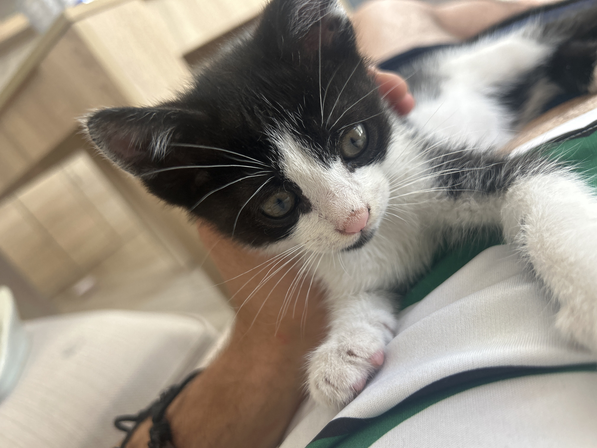 A black and white kitten is being held by a person in Varna, Bulgaria. The kitten is looking directly at the camera with wide green eyes. It has white whiskers and a pink nose. The person is wearing a white and green striped shirt. The background is blurred, but appears to be an indoor setting with wooden furniture.