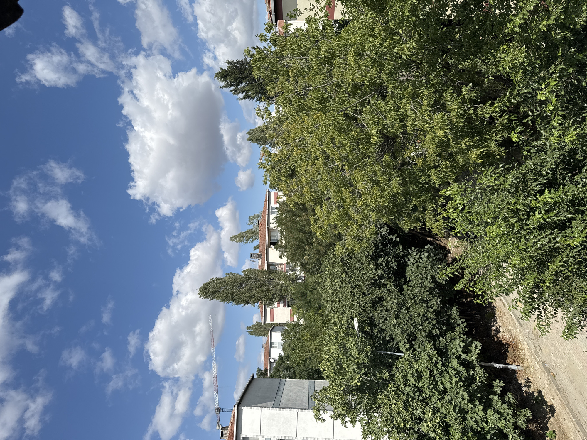 The image shows a view of buildings and trees under a bright blue sky with white clouds. In the background, a construction crane is visible to the left of a tall, slender tree. Buildings with red tiled roofs are interspersed with lush green trees of various sizes and densities. In the foreground, dense foliage obscures much of the lower part of the scene, with a paved pathway and a dirt area visible at the bottom left. This scene is located in the city of Gungoren, Turkey. There are no people or obvious human activities depicted in the image. The overall impression is a partly urban, partly green environment on a sunny day.