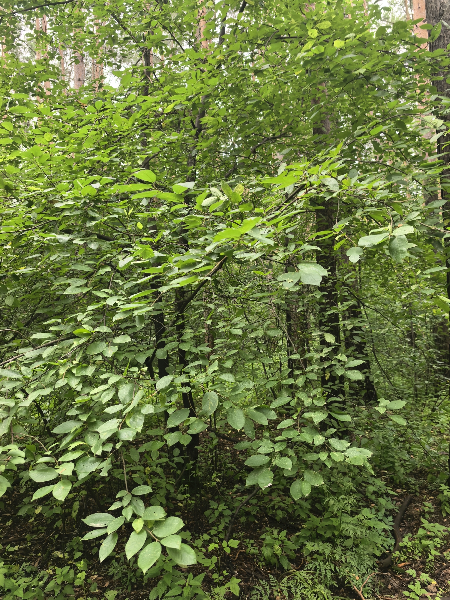 The image shows a dense thicket of green foliage in a forest. The leaves are varied in shape and size, with some appearing oblong and others more rounded. The branches are numerous and interwoven, creating a layered effect. The background reveals the trunks of larger trees, suggesting a natural woodland setting. The ground is covered with smaller plants and leaf litter. The overall impression is of a verdant, overgrown area, typical of a forest floor. The provided information indicates this scene is located in the city of Yekaterinburg, Russia. There are no people or animals visible in the image.