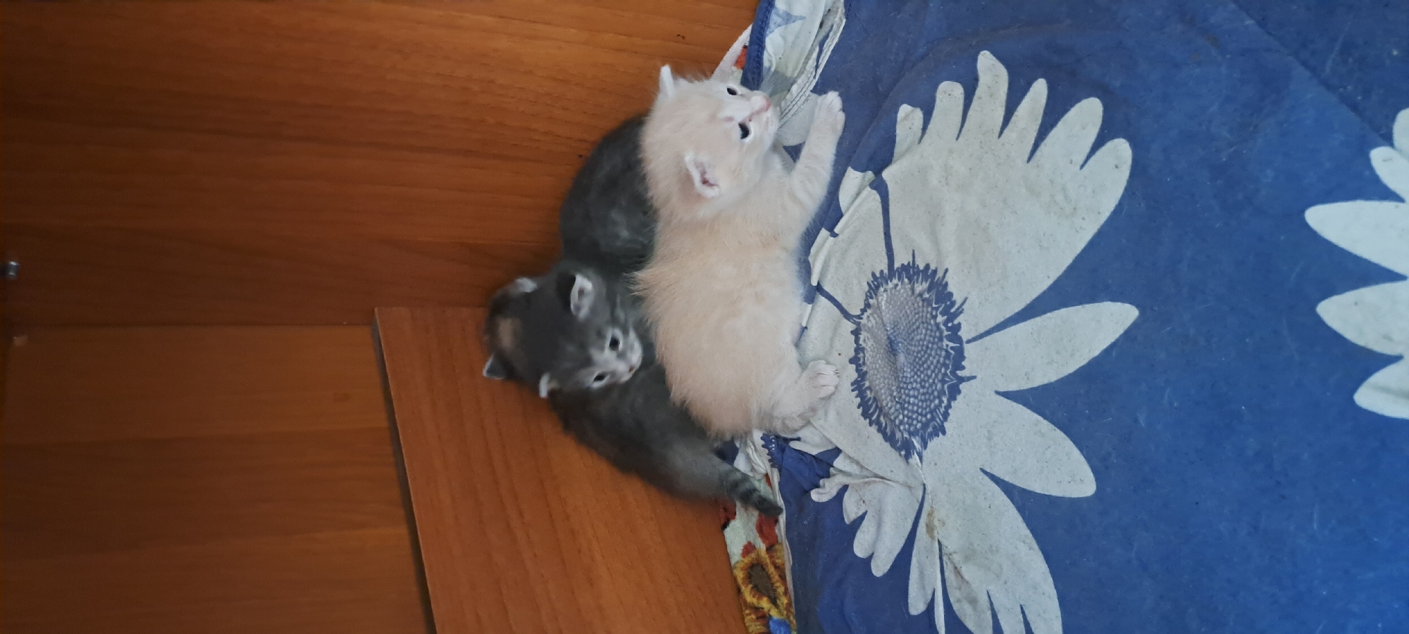 The image shows three kittens in a domestic setting, likely inside a home. Two of the kittens are gray and are nestled together in the background. A lighter-colored kitten, possibly cream or light orange, is in the foreground, lying down on a blue and white floral-patterned blanket. The background appears to be a wooden cabinet or shelving unit. The scene is illuminated by natural or artificial light, casting a soft glow on the kittens. There is no discernible indication of the location being in Азьмушкино, Russia; this information cannot be determined from the visual content of the image.