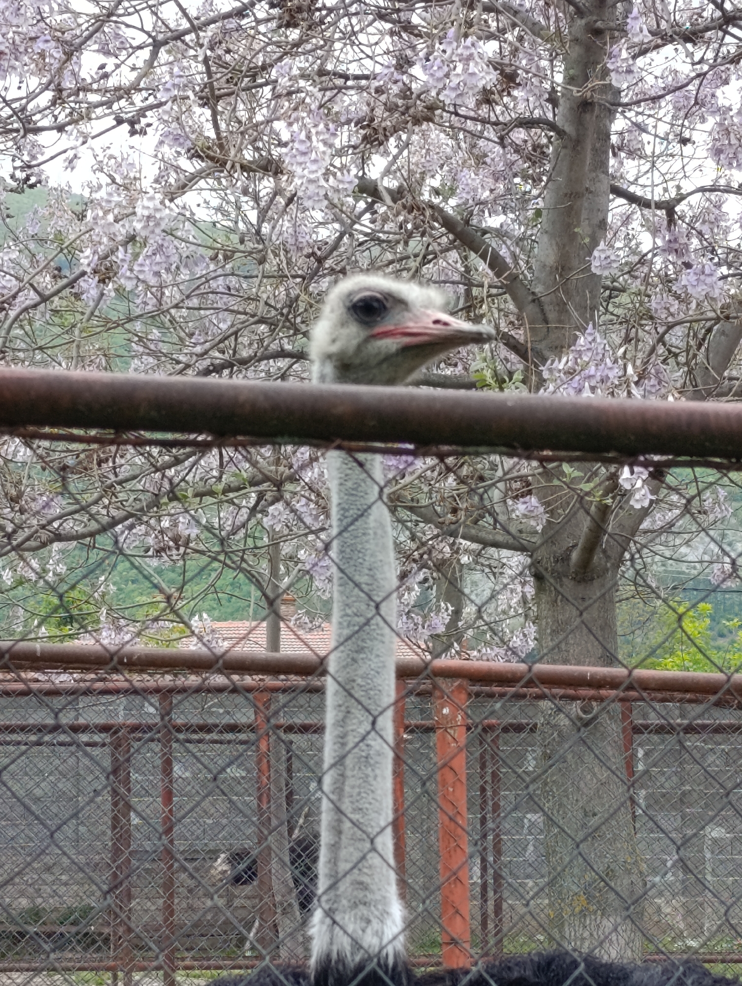 An ostrich stands behind a wire fence at what appears to be a zoo or enclosure. The scene is taken during the daytime with a blossoming tree in the background. The location is Skobelevo, Bulgaria.