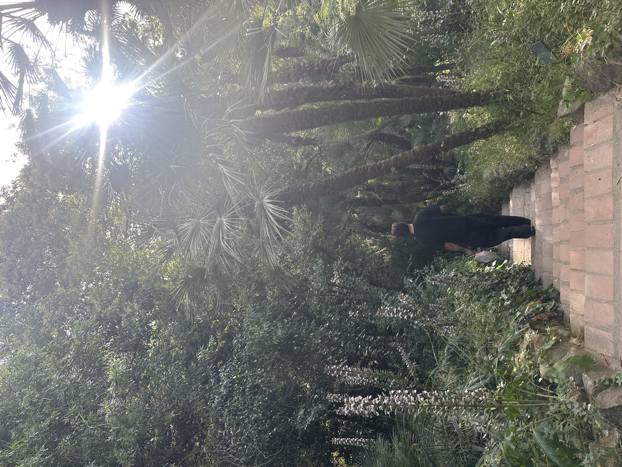 A person walks down a brick staircase in a lush garden in Barcelona, Spain. The person, seen from behind, is wearing a black t-shirt and black pants and is carrying a white plastic bag. The garden is filled with dense vegetation, including palm trees and flowering plants. The sun shines brightly through the leaves, creating a lens flare effect. The scene is tranquil and serene, suggesting a peaceful stroll through a natural setting. The stone steps are worn and aged, hinting at the history and character of the location.