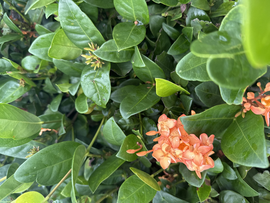 The scene depicts a close-up view of vibrant foliage within the city of Ban Mai Saha Sampan, Thailand. The primary subjects are a dense arrangement of green leaves, many exhibiting visible water droplets on their surfaces. Several clusters of small, four-petaled flowers, ranging in color from orange to peach, are present, some fully bloomed and others still in bud form. A cluster of unopened buds, yellowish-green in hue, is visible near the top center. The overall environment is lush and appears moist, likely after recent precipitation. No human subjects, animals, or man-made objects are visible. The composition is entirely botanical, focusing on the plant's leaves and blossoms.