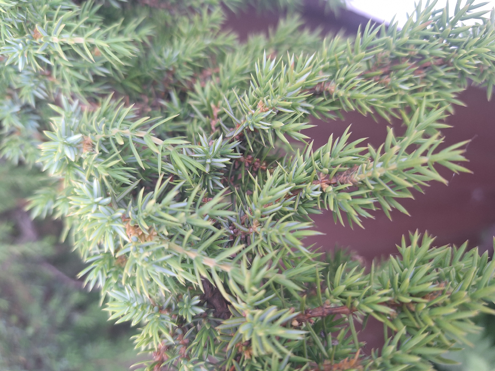 The image is a close-up, vertical shot of a coniferous branch, likely a juniper, with its needle-like leaves and small, brown cones. The needles are a vibrant green with lighter tips, creating a textured, layered appearance. The branch itself is a reddish-brown, with thinner twigs extending from it. The background is blurred, showing a gradient of muted greens and purples, suggesting an outdoor environment. The lighting is soft, with no harsh shadows, indicating it might be overcast or late in the day. The image was taken in the rural area of Капыльскі сельскі Савет, Belarus, likely in a garden or natural setting where such trees are found. There are no people, animals, or discernible man-made objects in the frame, focusing entirely on the natural detail of the plant.