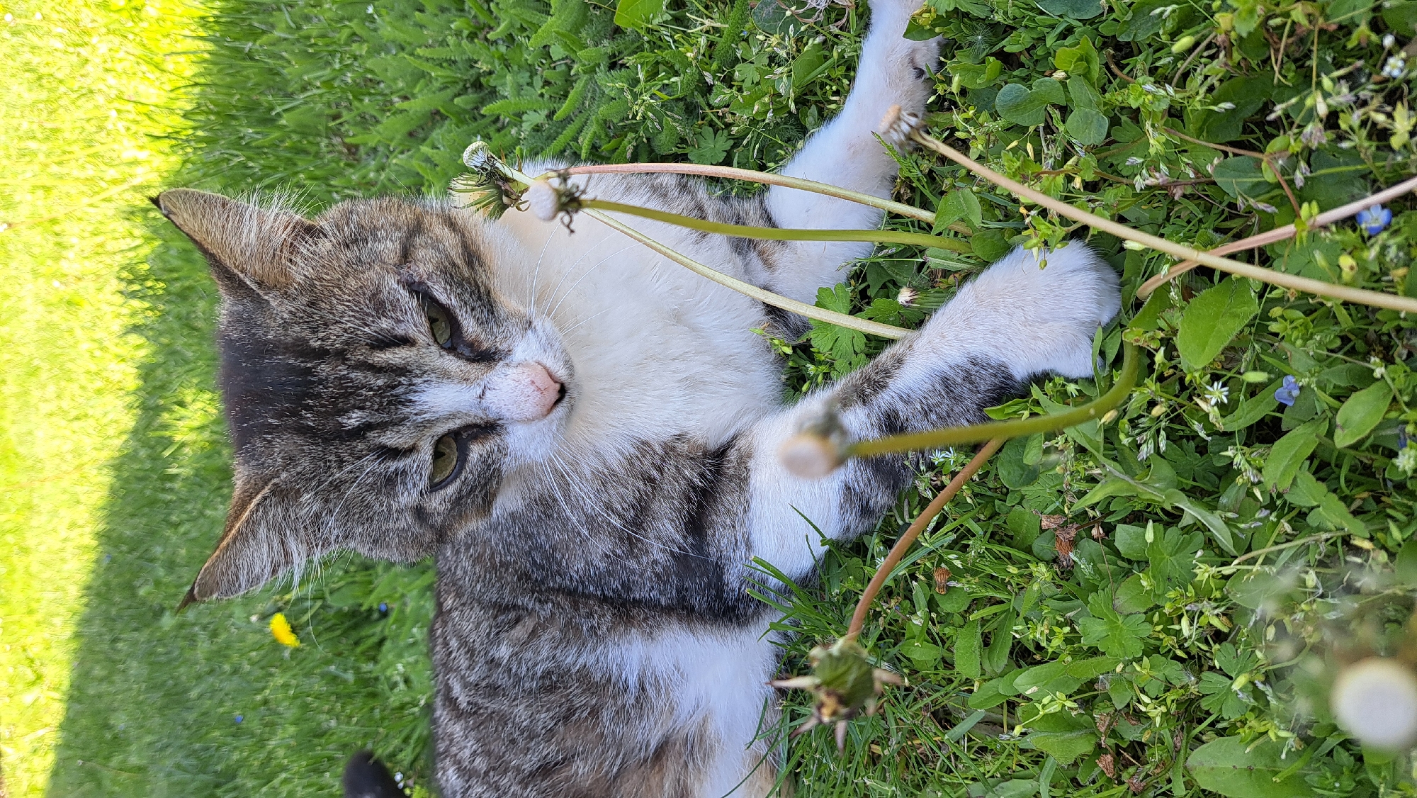 The image shows a tabby cat lying on its back in a patch of grass mixed with other green plants and the stems of dandelions. The cat has white markings on its face, chest, and paws, mixed with gray and brown tabby patterns. Its eyes are partially open and focused towards the side. The scene is outdoors in the city of Unknown, Unknown.