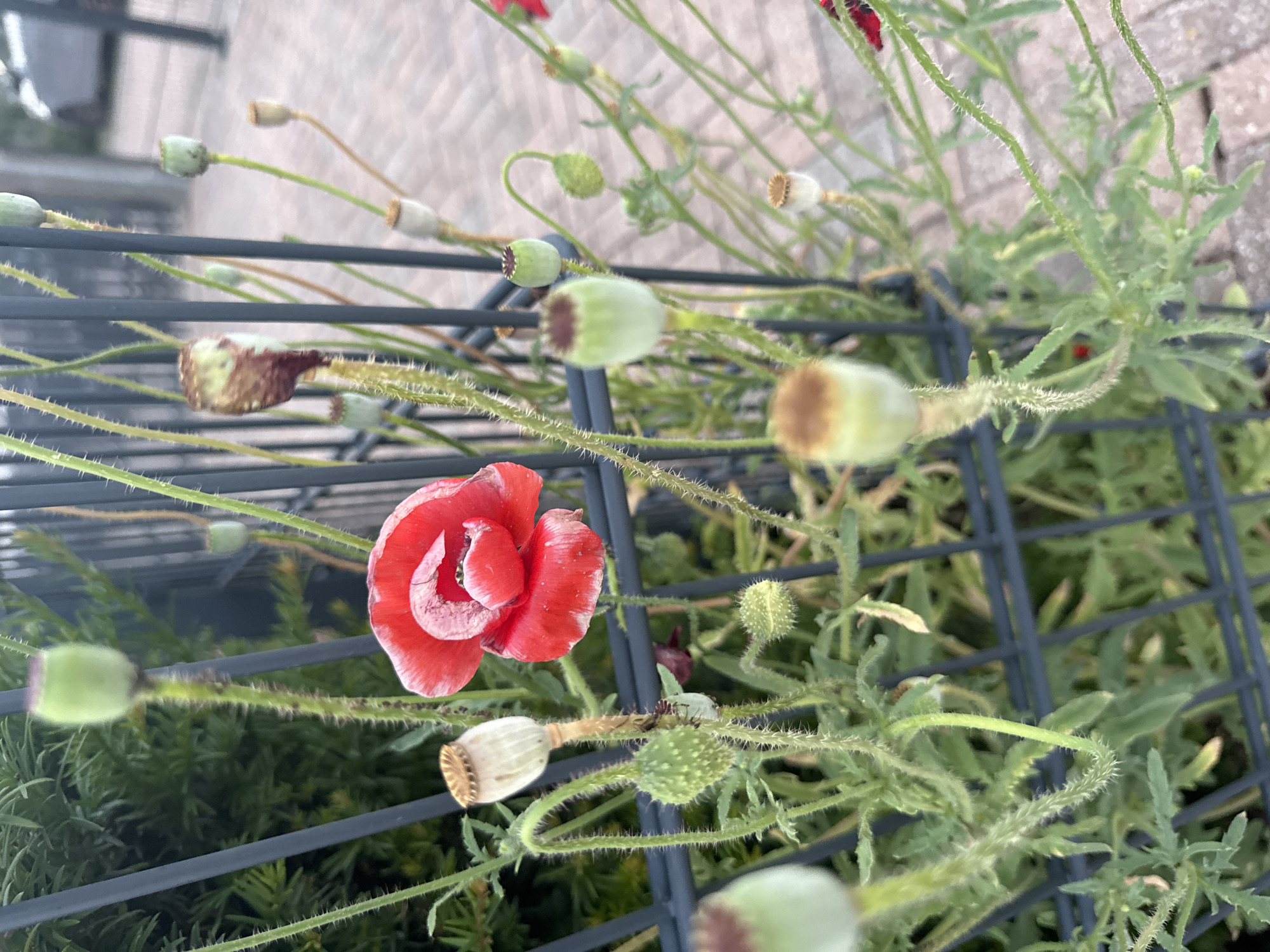 This is a close-up, eye-level, vertical shot of a red poppy flower and several seed pods on a plant. The poppy flower is in the center-left of the frame, with its bright red petals slightly unfurled and a lighter pink or white edge. Several green seed pods, some with darker tips, are scattered throughout the image, along with a few dried, beige seed pods. The plant has thin, hairy green stems and delicate leaves.
The subjects are the poppy plant and its parts. The scene is a garden or natural setting, possibly a flower bed. The plant appears to be growing through or near a dark, grid-like object, which could be a fence, trellis, or part of a planter. In the background, out of focus, is a paved surface, possibly a walkway or patio, with a mottled texture.
There is no discernible activity or event taking place, other than the natural growth and development of the plant. The lighting suggests it is daytime, possibly overcast, as there are no strong shadows. The location context is Höhenkirchen-Siegertsbrunn, Germany. No text is visible in the image. The overall mood is natural and serene.