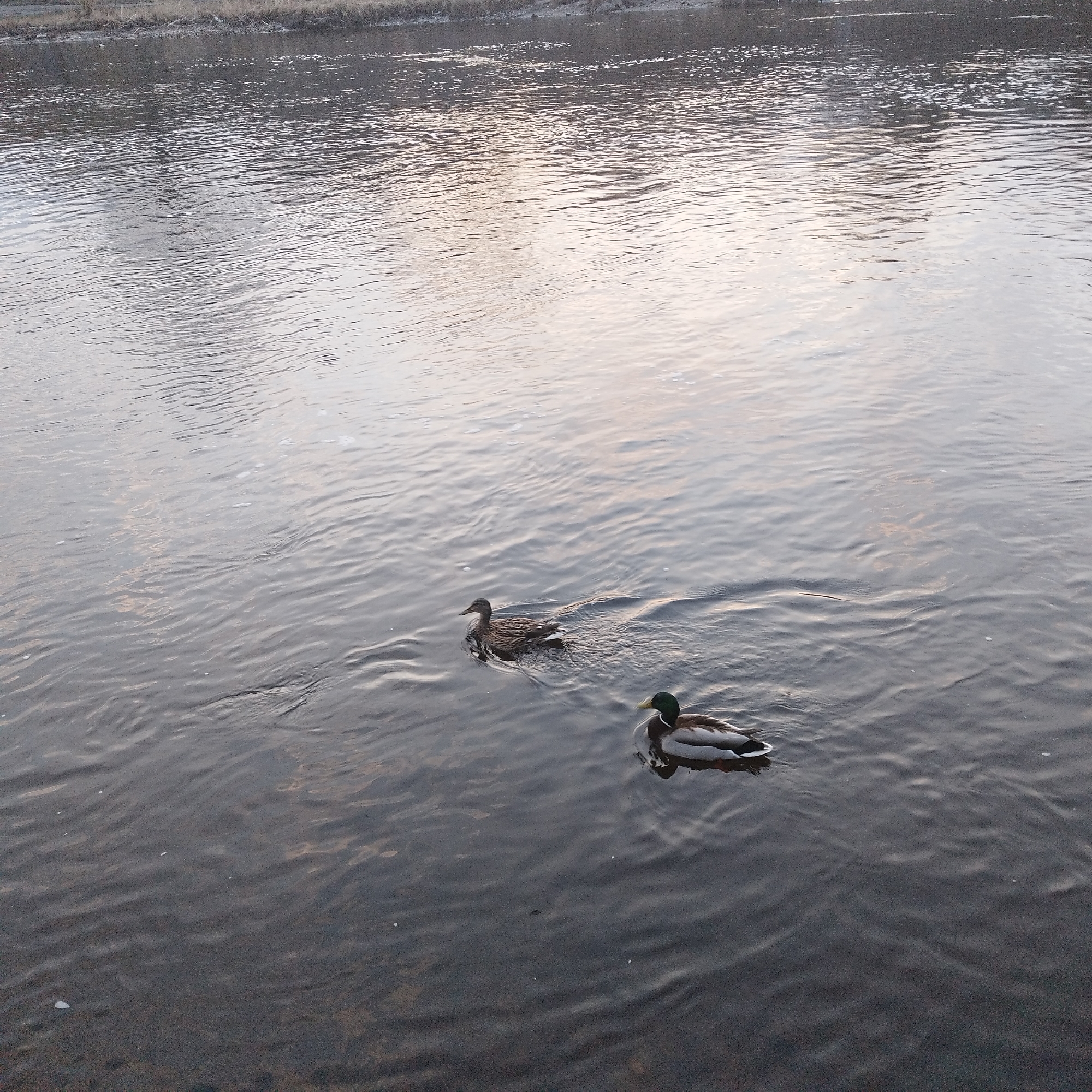 Two ducks float on a body of water. One duck is female, with brown mottled feathers. The other duck is a male Mallard, with a green head. The water is murky with some white reflections. The background shows a bank or shore with vegetation. The location is likely in Yekaterinburg, Russia.
