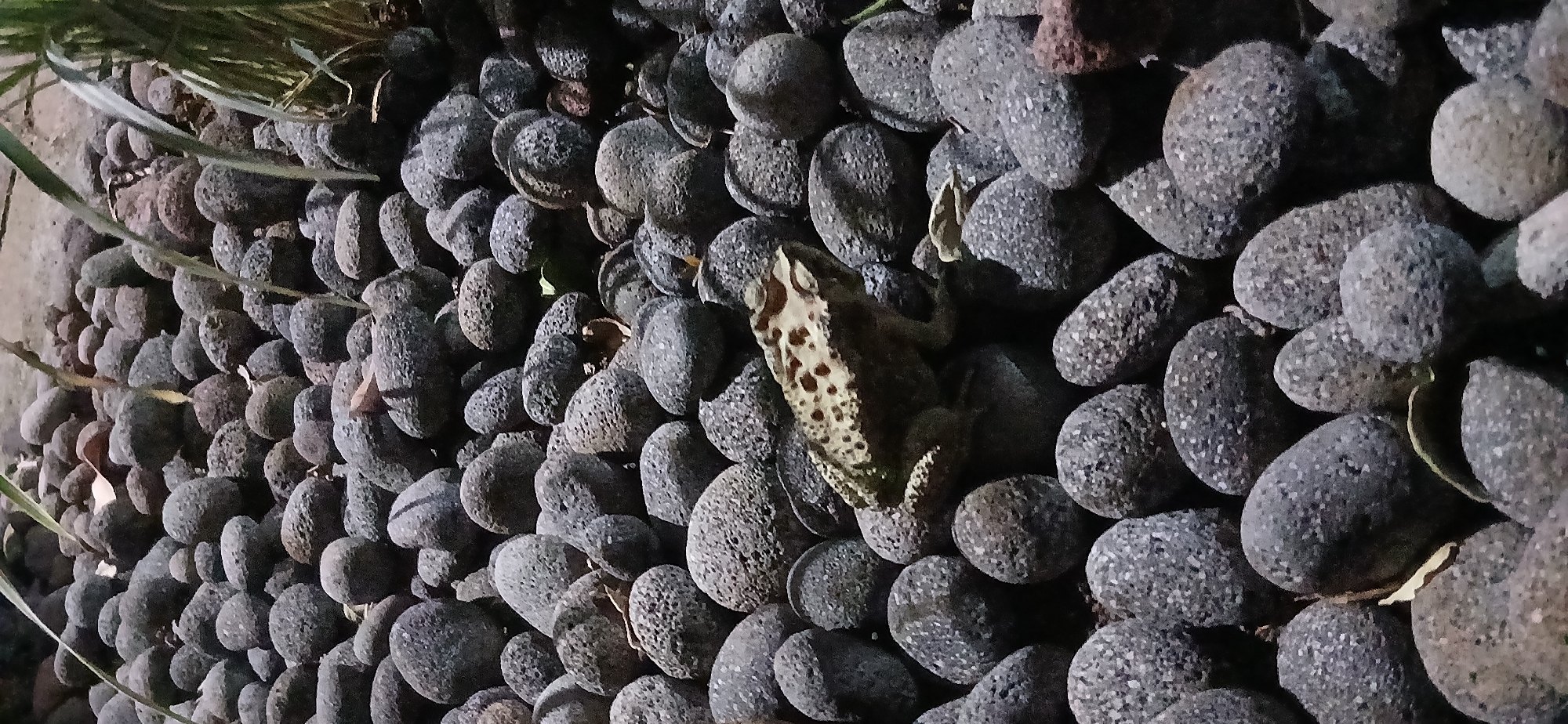A toad with brown spots sits on a dark gray stone surrounded by more stones. The toad is light brown with dark brown markings. The stones are of varying sizes and shapes. In the background, there are green plants. This image was taken in Sekarputih, Indonesia.