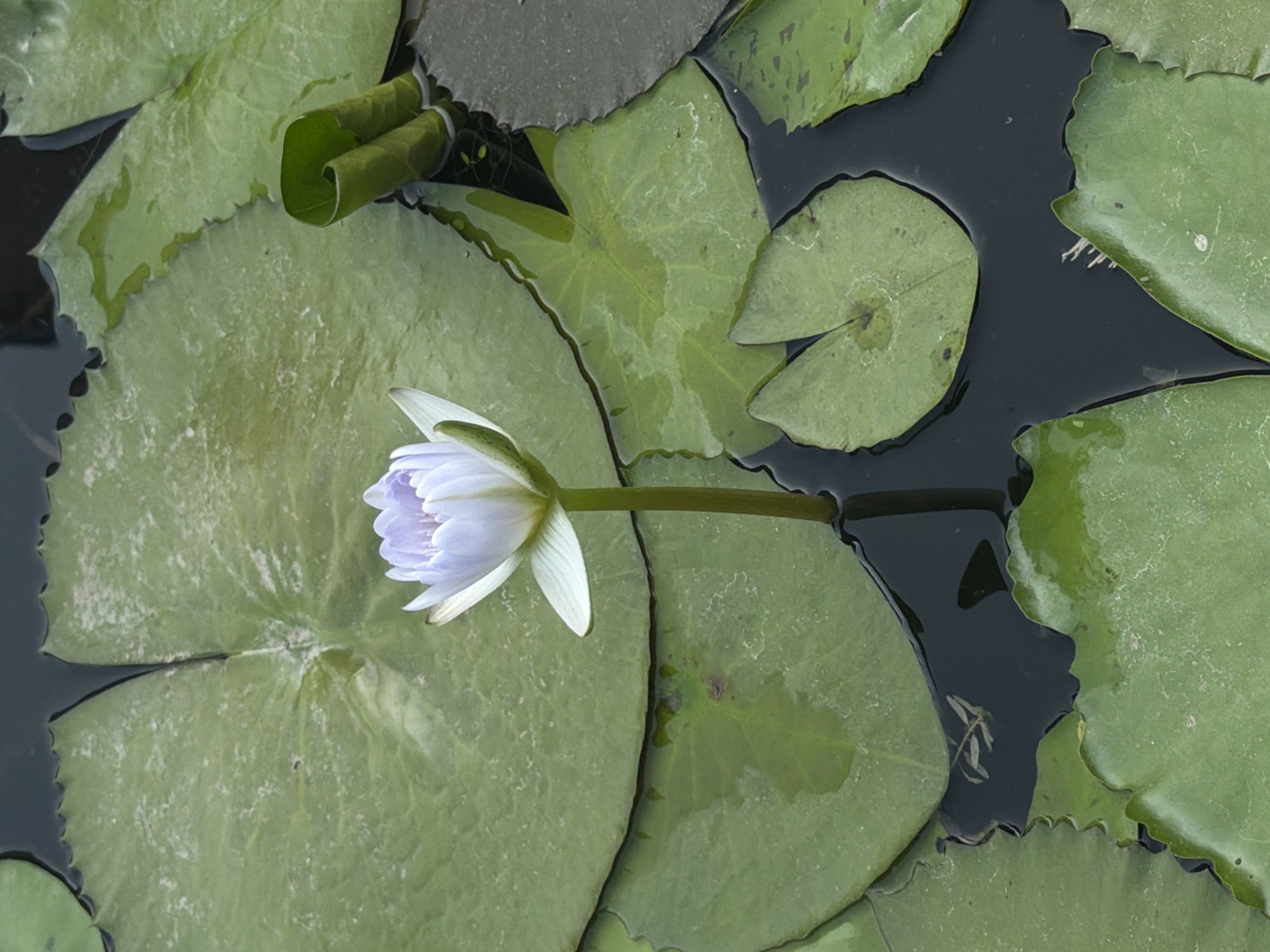The image depicts a water lily with a light purple flower floating among several lily pads in dark water. The lily pads are various shades of green and have slightly jagged edges. A single flower with white-tipped petals is situated on one of the larger lily pads. The water appears dark and still, with some submerged vegetation visible. The image was likely taken at Nước Mặn Reservoir Park in Đà Nẵng, Vietnam, which contains a large lake that is known to be a habitat for aquatic plants and creatures.