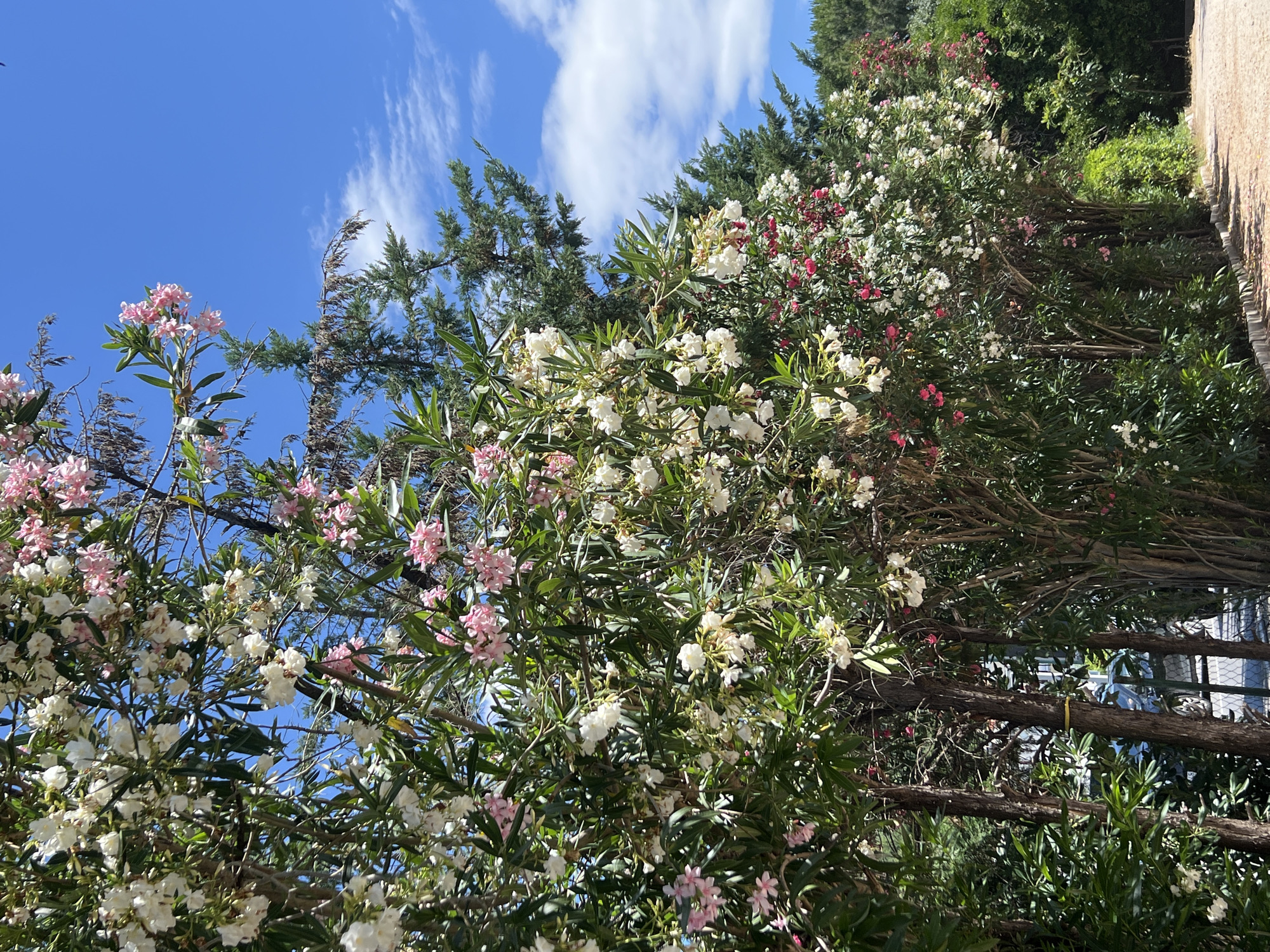 In Bijela, Montenegro, a row of dense oleander bushes with abundant white and pink blossoms lines a dirt path. The bushes are tall and thick, with narrow, pointed green leaves. Behind the oleanders, evergreen trees with dark green needles rise up, and beyond them, more lush green vegetation is visible. The sky above is a vibrant, clear blue, with a few wispy white clouds scattered across it. Sunlight illuminates the scene, casting shadows from the branches and leaves onto the path. The overall impression is one of natural beauty and a serene outdoor setting.