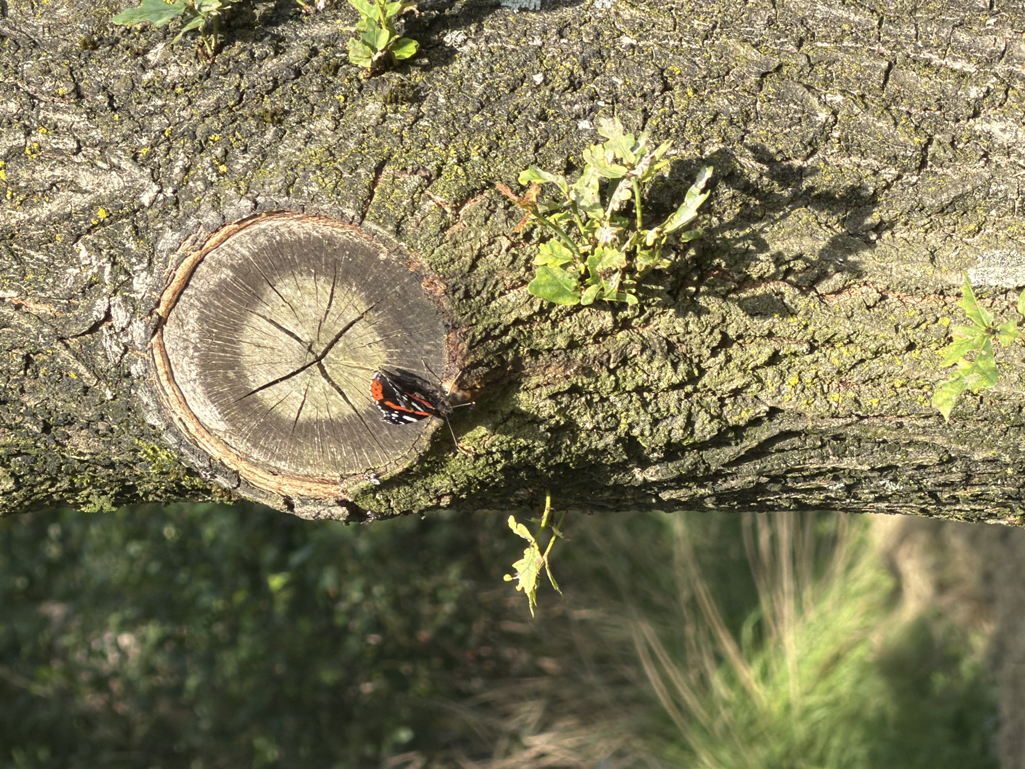 This image features a close-up view of a tree trunk, with a cut section visible on the left. A butterfly with black, orange, and white markings is perched on the bark near the cut. Small green leaves sprout from various points on the rough, textured bark, which is covered in patches of green moss and lichen. The lighting suggests it is daytime, possibly late afternoon given the shadows. The background is blurred, showing a hint of greenery and foliage, suggesting an outdoor, natural setting. Below the tree trunk, the bokeh effect indicates a depth of field focused on the bark. The image is taken from a slightly angled perspective, looking up at the underside of the tree trunk. No text is visible in the image. The context suggests this image was taken in Turnhout, Belgium.