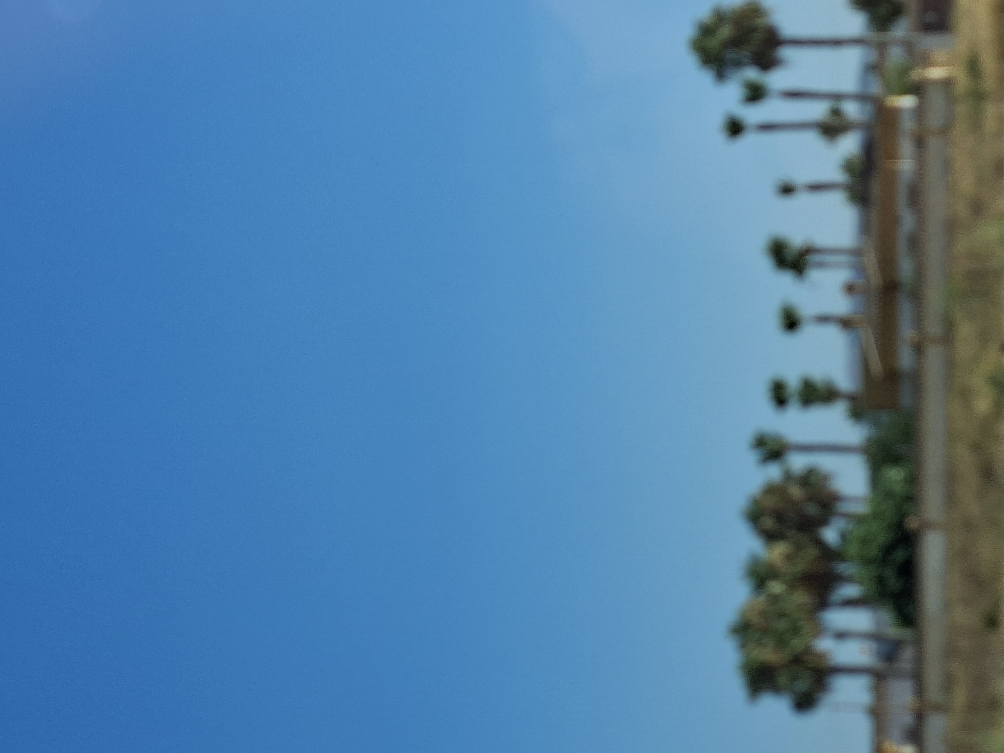 An outdoor, horizontal, medium-shot photograph displays a line of blurry palm trees in front of a blurry building under a clear, bright blue sky. The palm trees are of varying heights and widths, with some clusters of trees and some individual trees scattered throughout the frame. The building appears to be low-rise with a light-colored facade, possibly a residential or commercial structure. In the foreground, a blurry area of dry, brown vegetation suggests a natural landscape or undeveloped land. The overall impression is one of a sunny day in a warm climate. The image is taken from a distance and is out of focus, contributing to a soft, hazy aesthetic. There are no people or animals visible in the image.