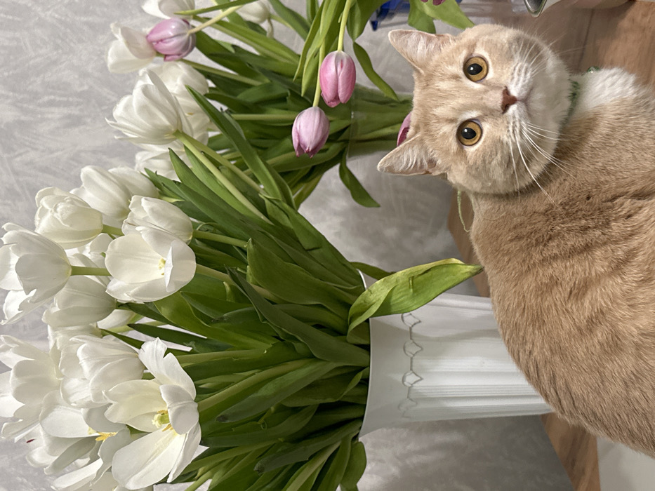An indoor scene in Nekrasovskiy, Russia, features a light ginger and cream-colored short-haired cat with prominent amber eyes and a light green collar, positioned in the lower right and looking directly at the viewer. The cat rests on a light-colored wooden surface. Behind the cat and to its left, a large bouquet of white tulips with green stems is arranged in a white, fluted vase adorned with a decorative band near the rim. To the right of the white tulips, a smaller cluster of pink and white tulips is visible, housed in a clear glass vase. The background consists of a light grey wall with a subtle textured pattern.