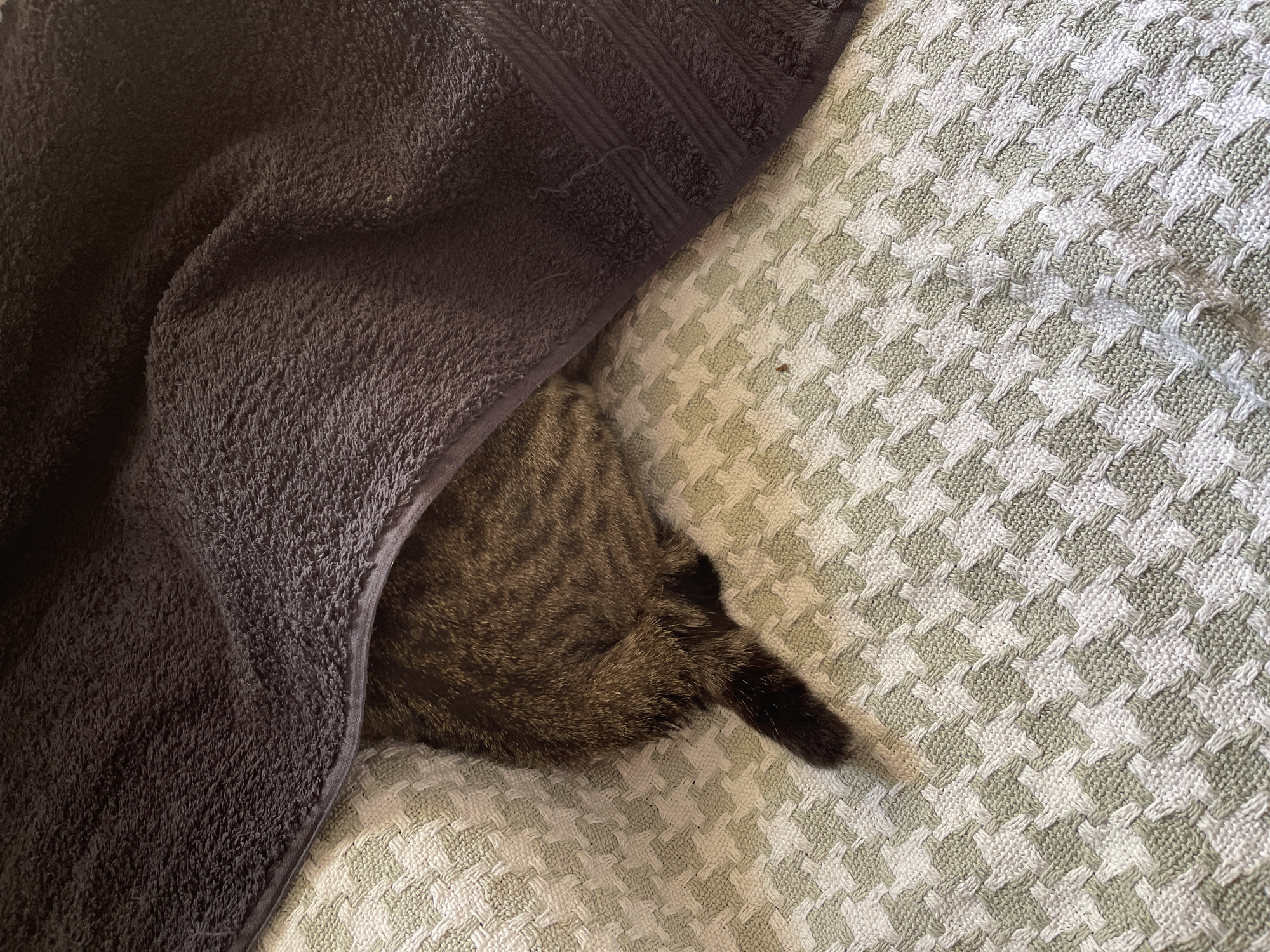 A tabby cat is partially hidden under a dark purple towel, with only its hindquarters and tail visible. The cat is lying on a textured surface with a repeating pattern of light green and white squares. The scene appears to be indoors, possibly on a bed or sofa. There is no indication of the cat's location in Santa Coloma de Gramenet, Spain.