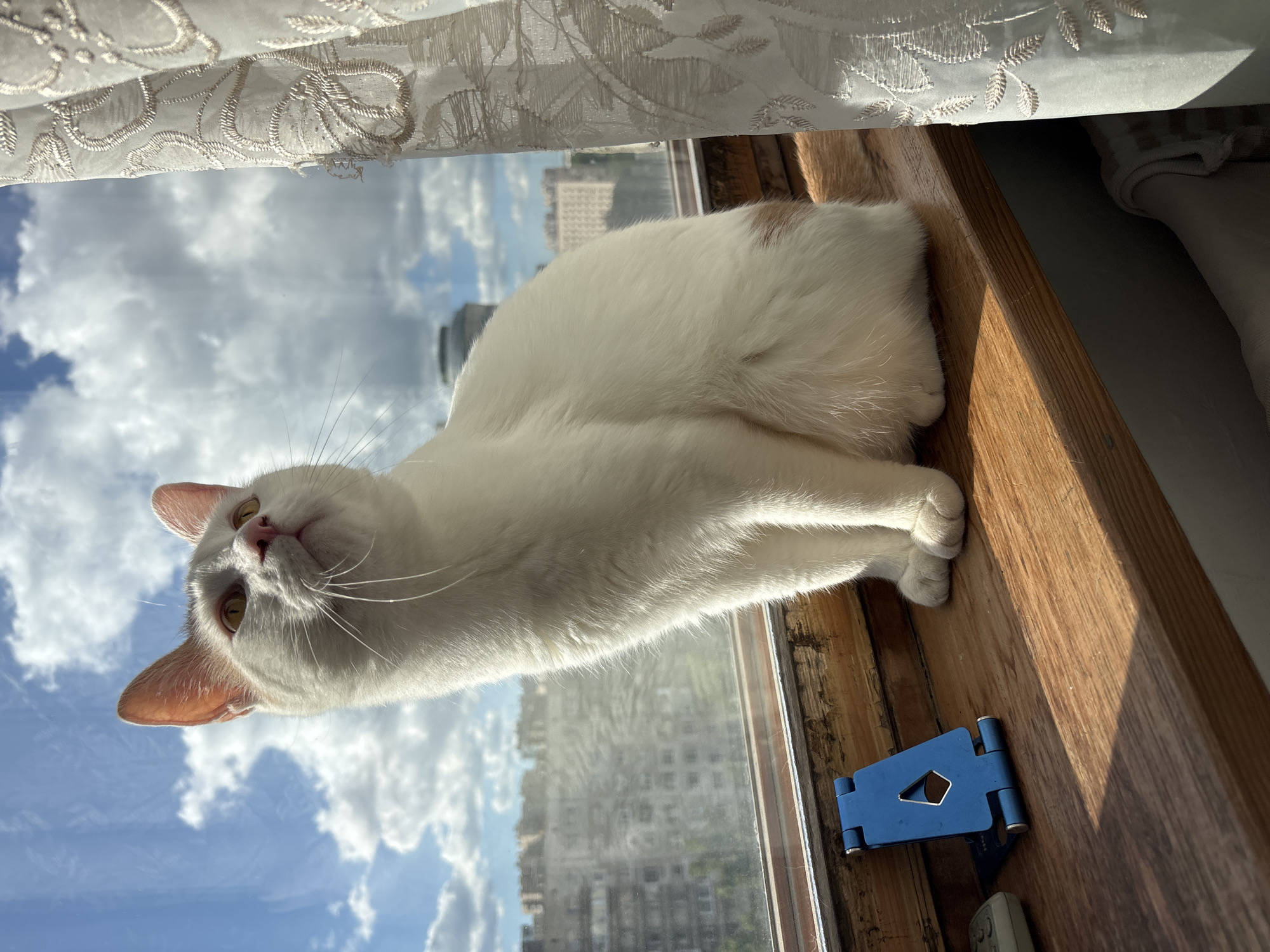 A white cat with light brown markings is lying on a wooden windowsill, looking out at a cityscape. The cat is positioned on the right side of the image, with its body curved and its paws tucked beneath it. Its head is turned towards the left, and its eyes are open, looking upwards. The background features a window with a view of buildings and a cloudy sky, suggesting it is daytime. A white, ornate curtain is draped above the window. To the right of the cat, a blue cell phone stand is visible on the windowsill. The lighting indicates a sunny day, with shadows cast across the wooden surface. The cat appears relaxed and alert.